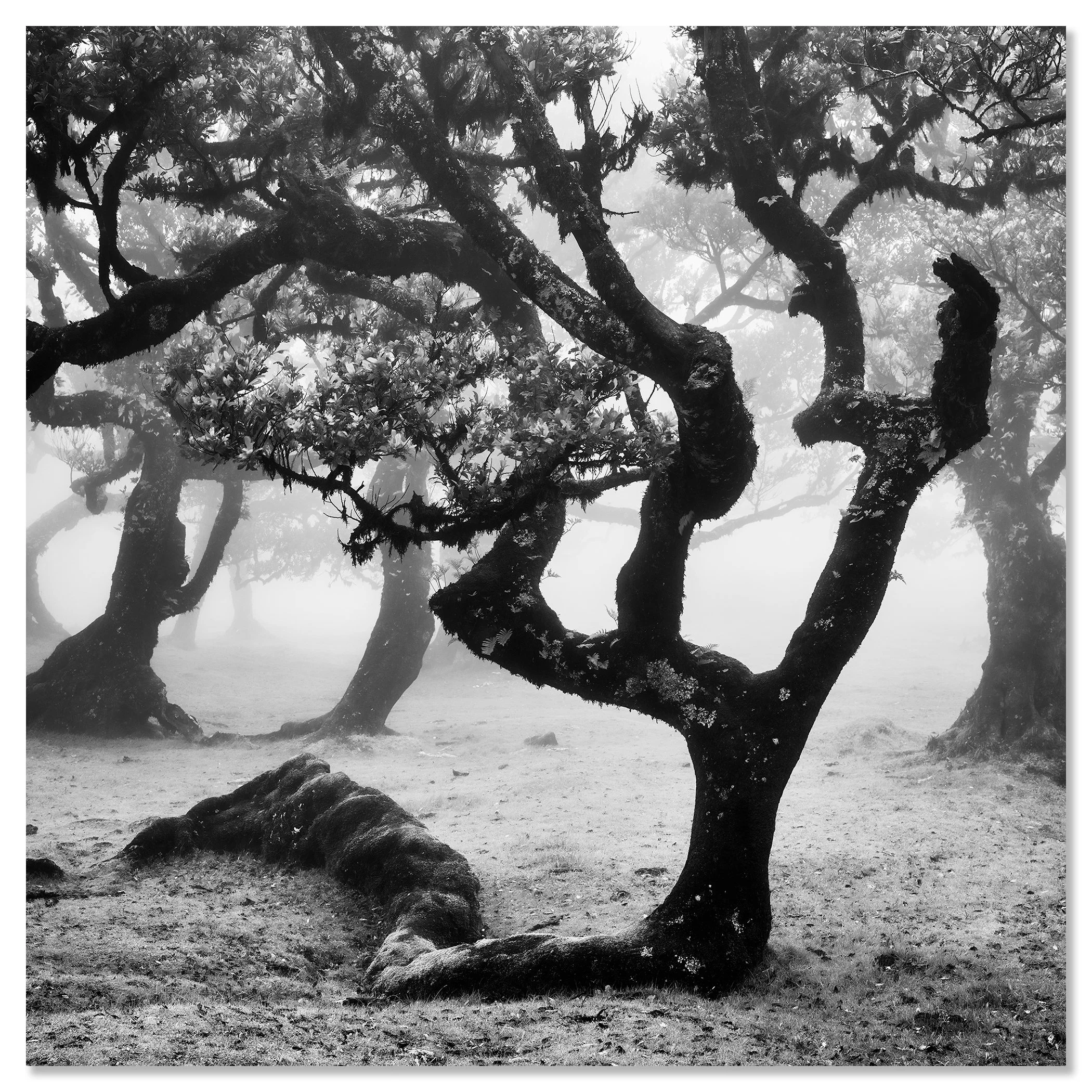 Black-and-white photograph of twisted trees enveloped in mist within Madeira’s atmospheric landscape – dibond frameless