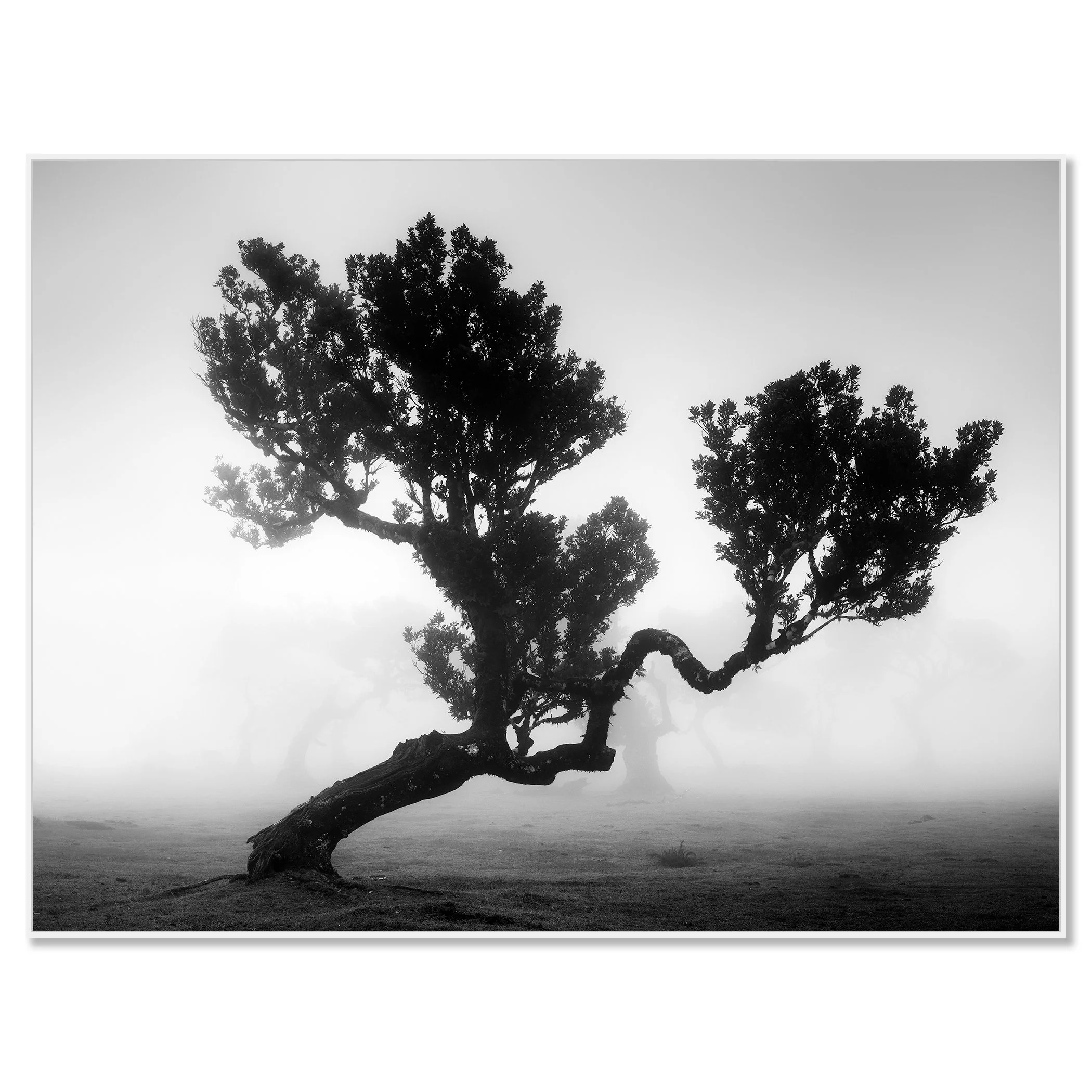 Ancient Laurisilva Forest, Study 3 by Gerald Berghammer, black-and-white fine art photograph mounted on Dibond in a white aluminium ArtBox.