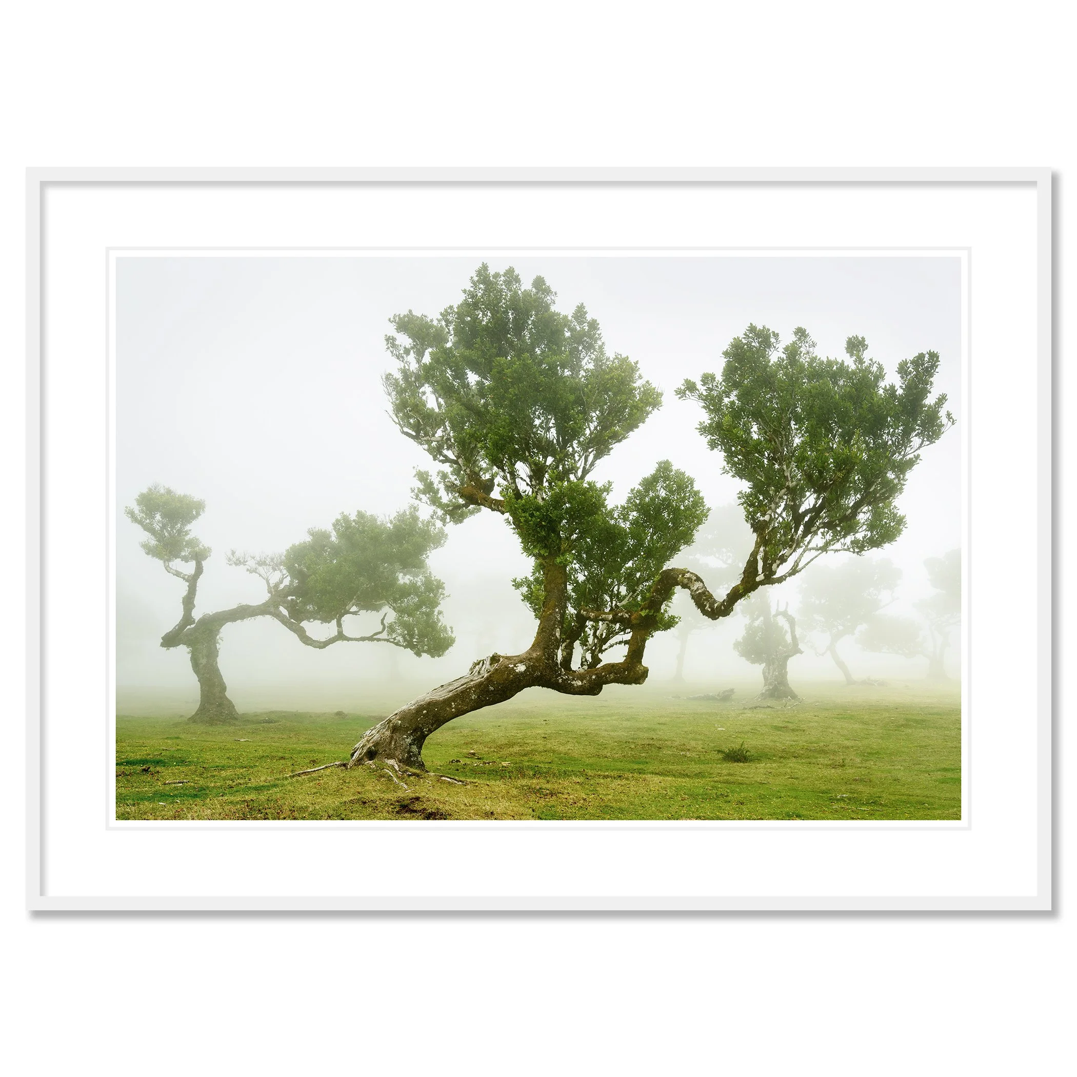 Gerald Berghammer - Color minimalist fine art landscape Photography. A foggy landscape with several twisted green bent laurel trees on a grassy field. Chromaluxe framed white