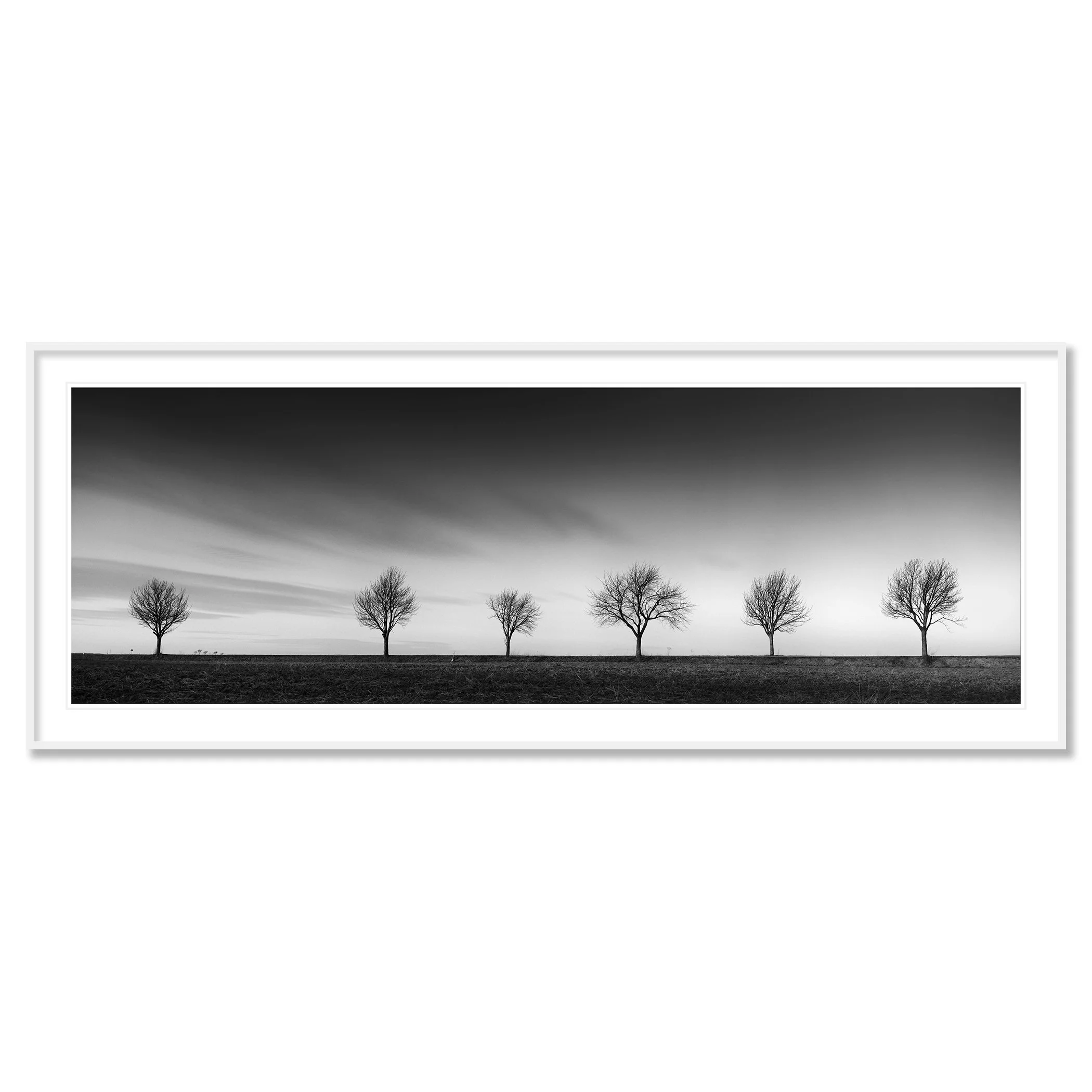 Gerald Berghammer - Black and white landscape panorama photography. Six leafless trees evenly spaced across a flat landscape under a dramatic, cloudy sky. Classic framed white