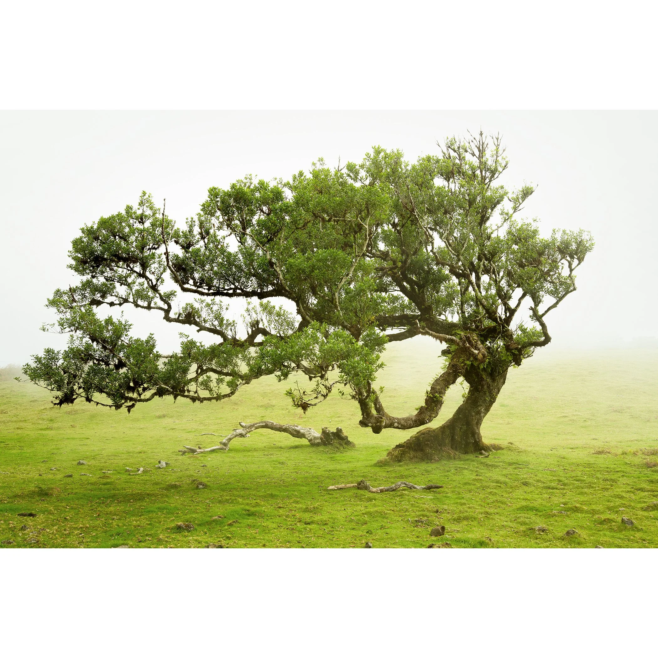 © 2021 Gerald Berghammer - A uniquely shaped large tree with lush green leaves grows on a grassy field with a foggy, misty background.