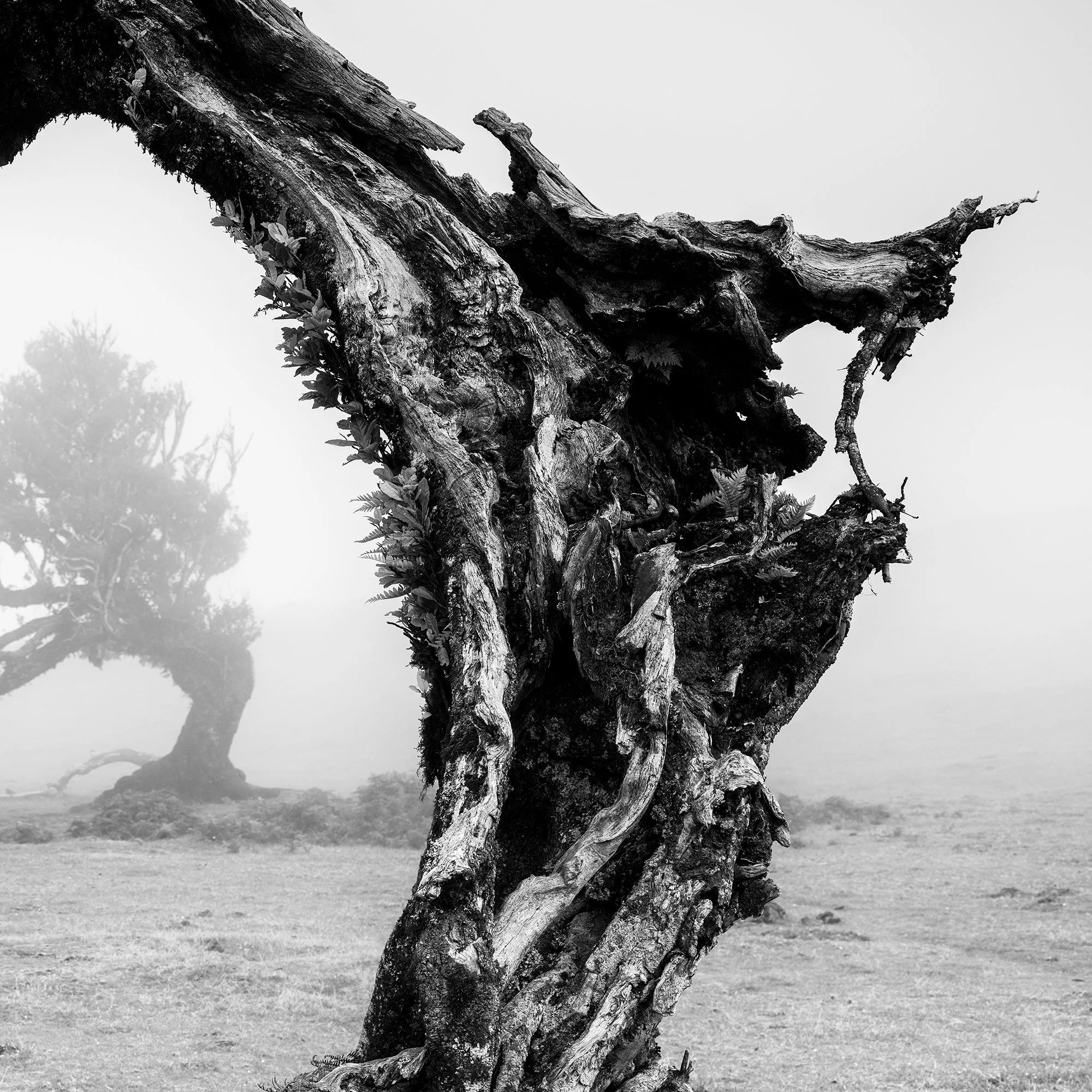 Close-up of textured, weathered wood and sculptural branches in Bent Tree in the Fog Study 1 by Gerald Berghammer.
