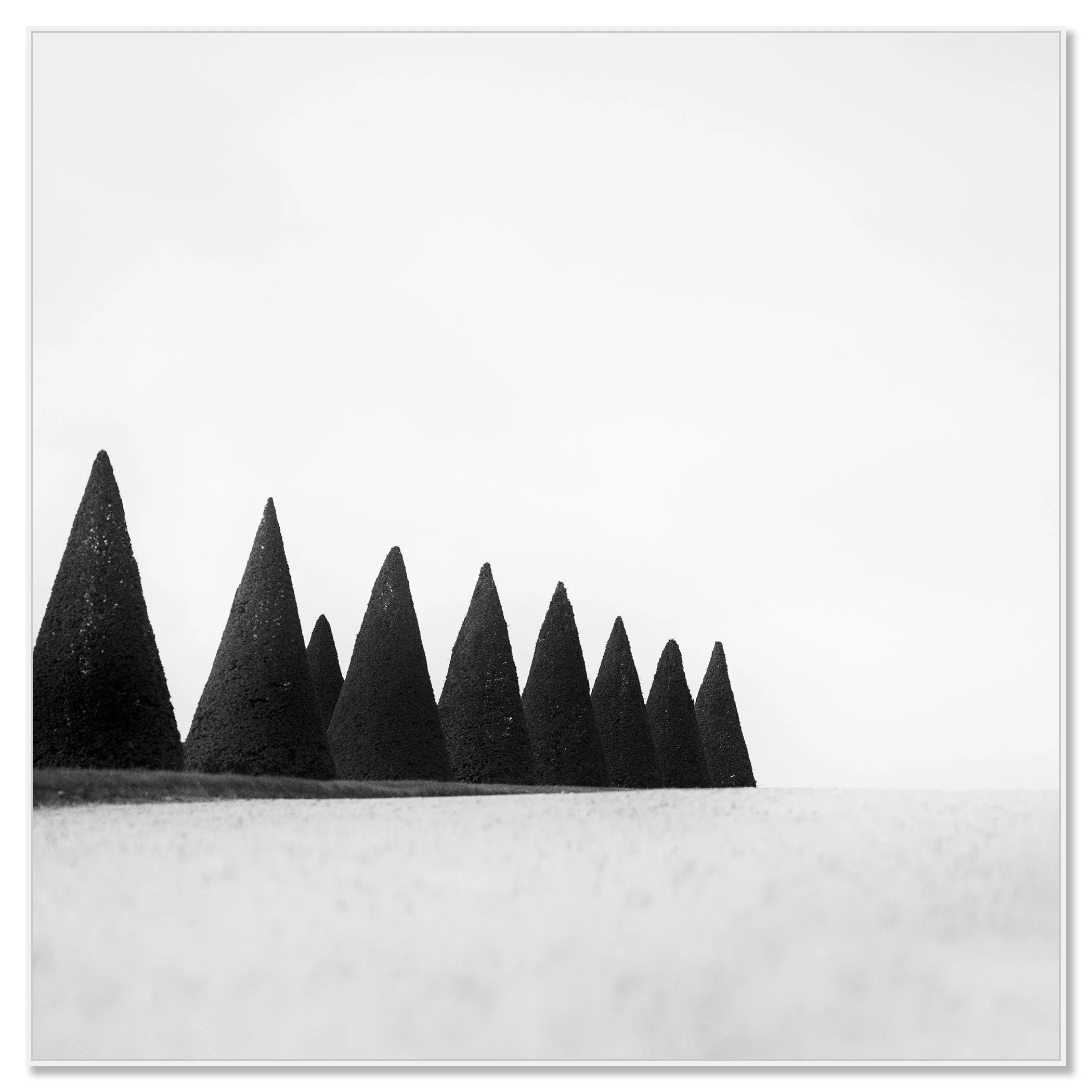 Hedges Study 3 – black-and-white fine art photograph in a white aluminium ArtBox frame by Gerald Berghammer.