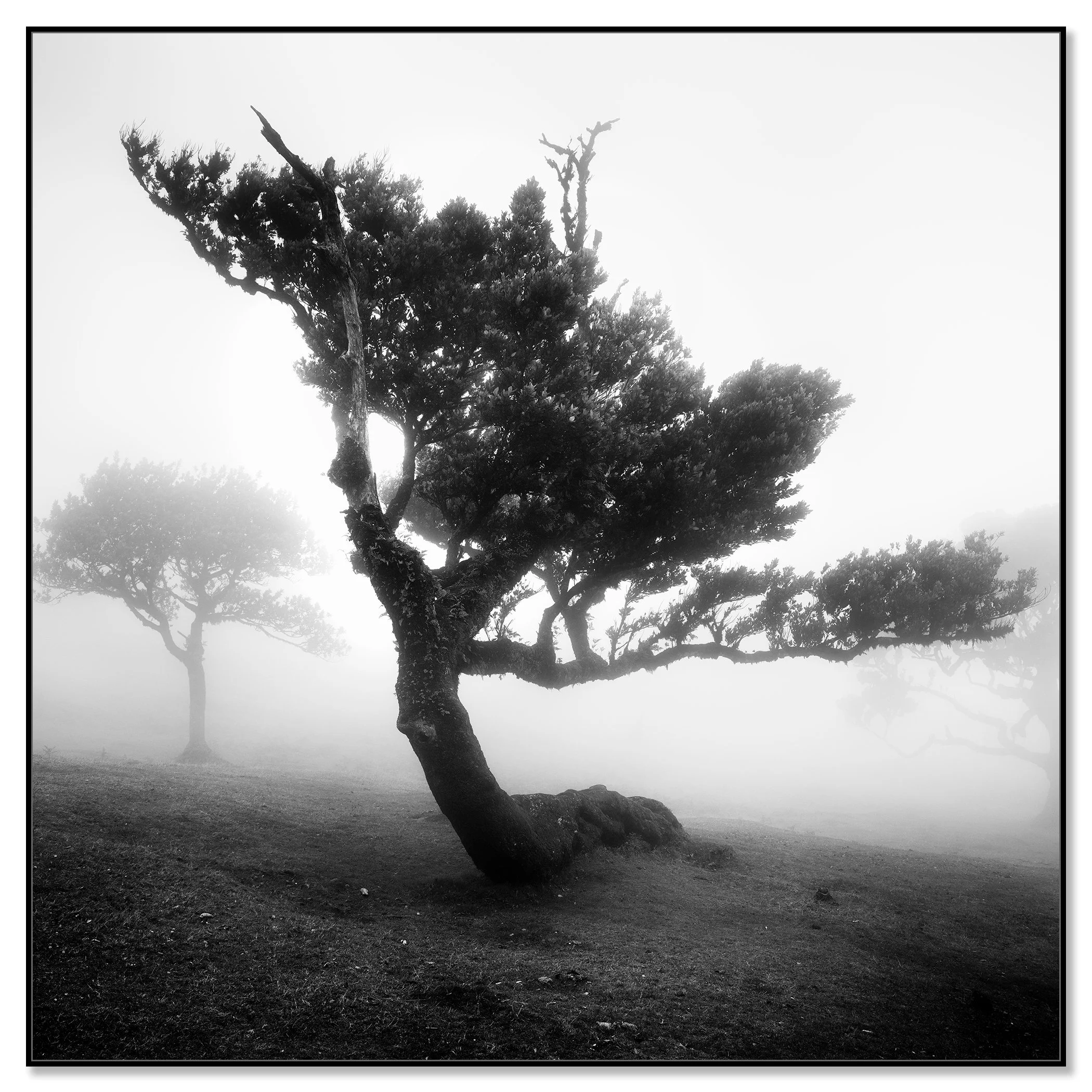 Black and white photograph of a twisted, gnarled tree in the Fanal laurel forest, set in dense fog as background trees dissolve into mist – framed ArtBox black