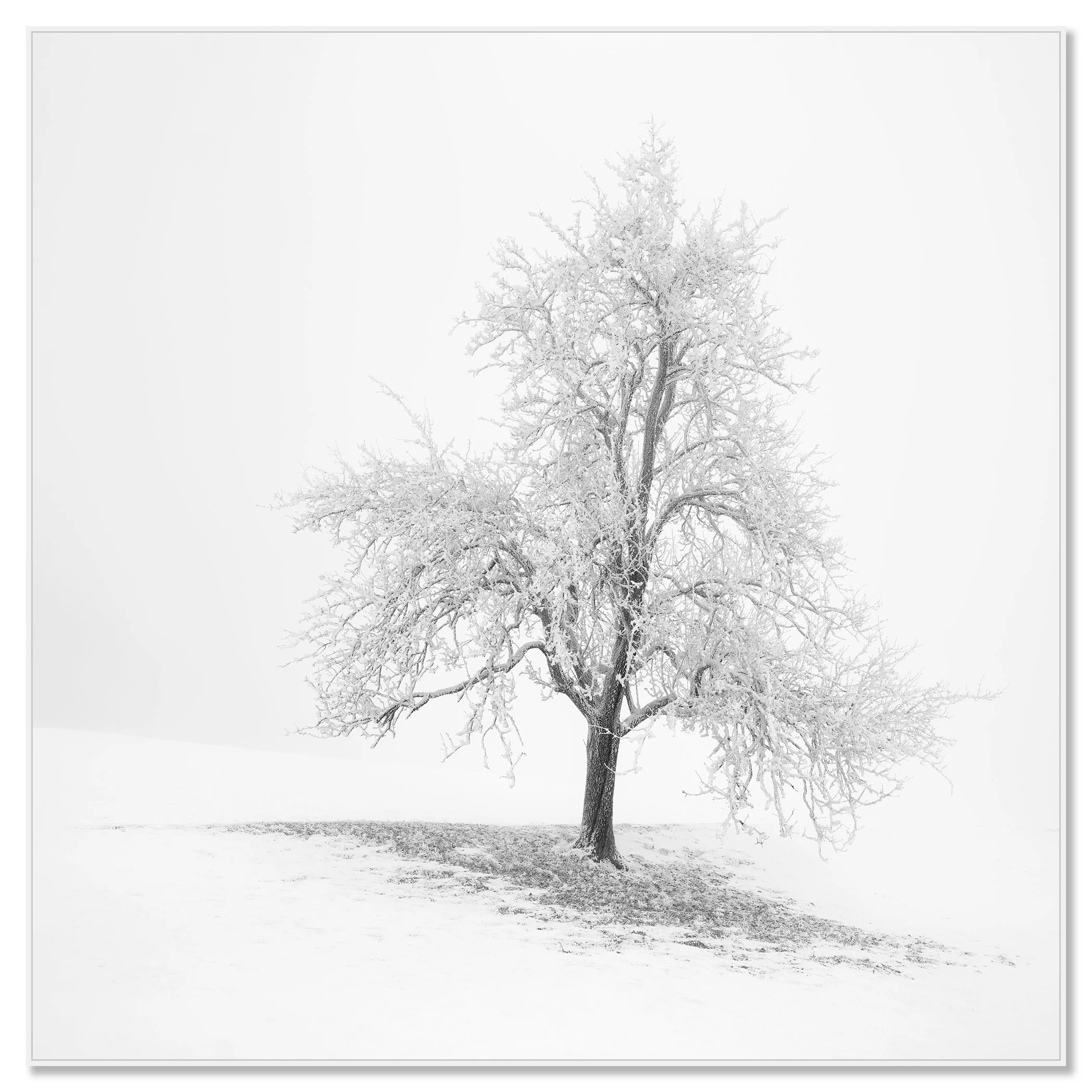 Frosted Winter Tree – Austria mounted on aluminium Dibond in a white ArtBox frame by Gerald Berghammer.