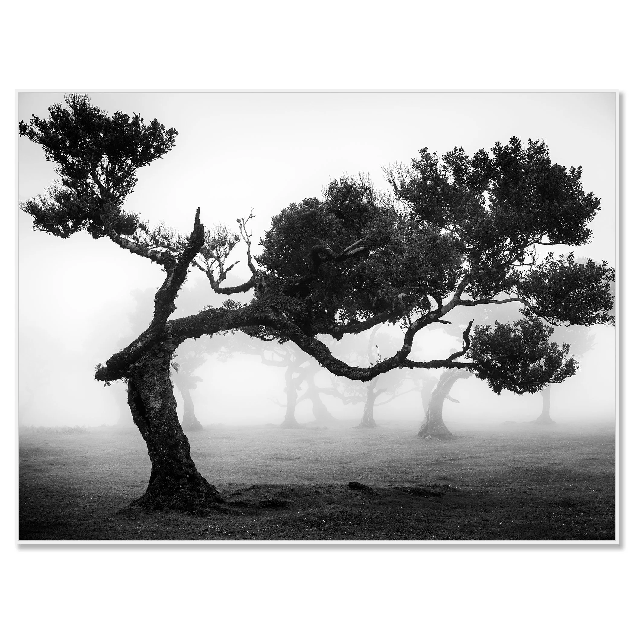Ancient Laurisilva Forest Study 9 mounted on aluminium Dibond in a white ArtBox frame by Gerald Berghammer.