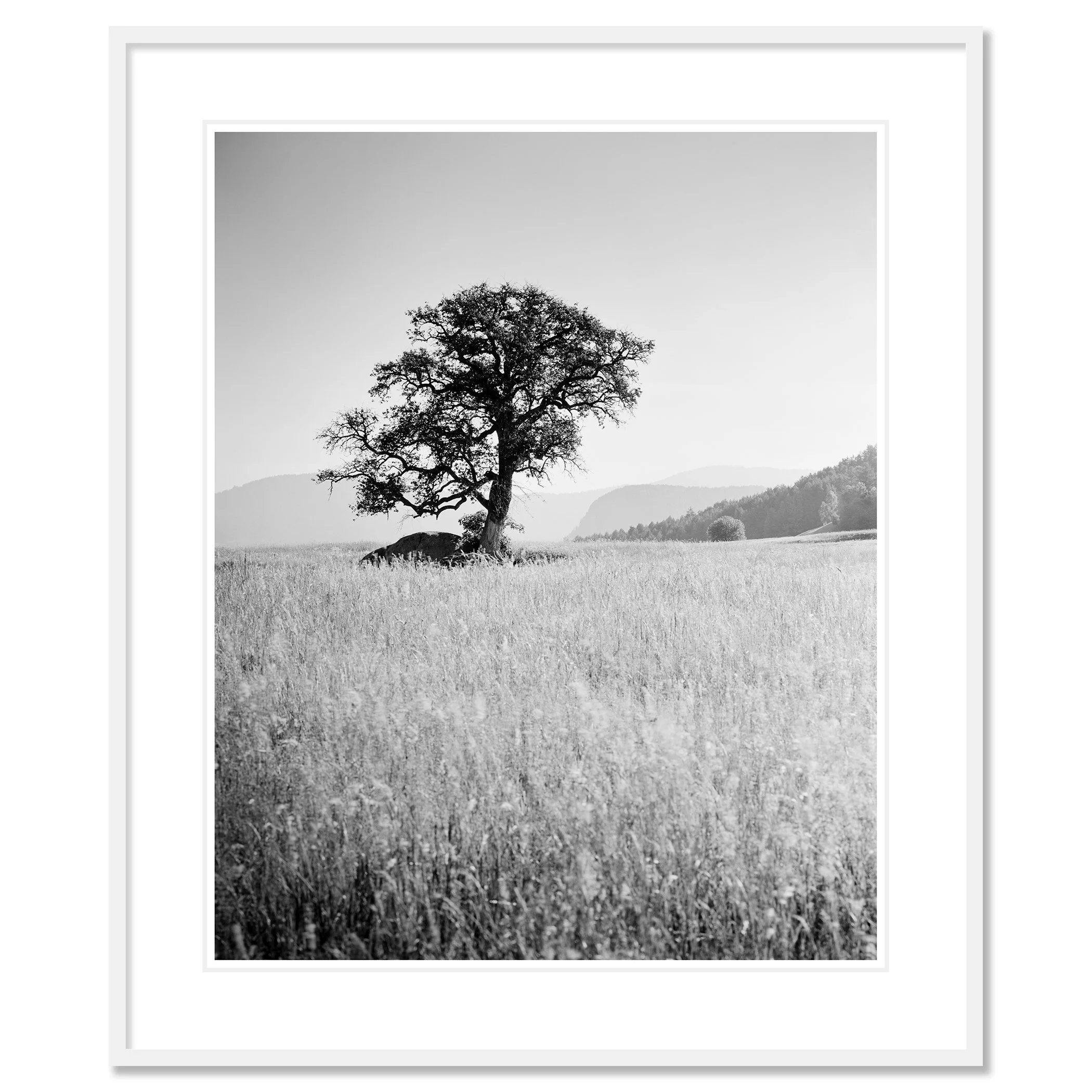 Morning Sun by Gerald Berghammer as an archival pigment print in a white aluminium frame with white mount.