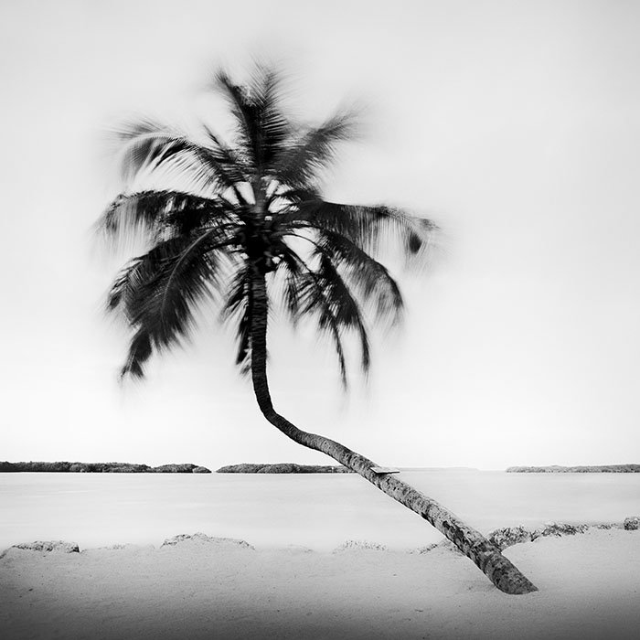 Bent Palm Study 1 – Florida, USA | Gerald Berghammer