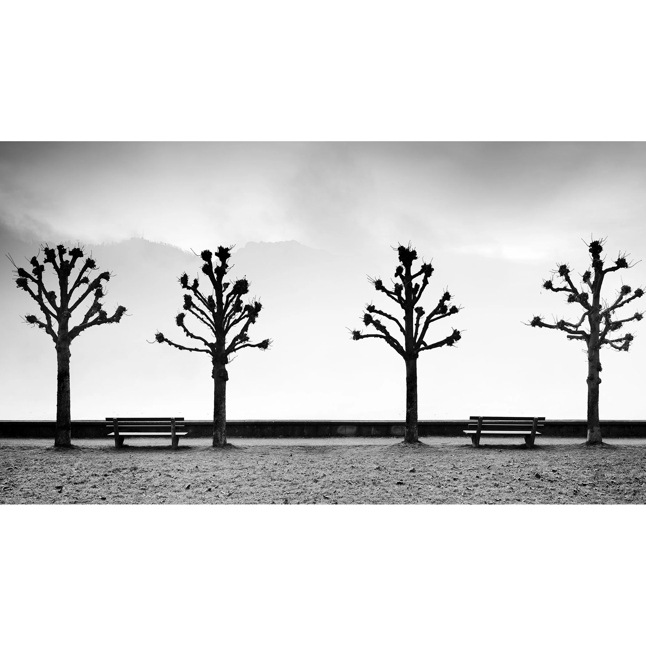 Esplanade with Chestnut Trees by Gerald Berghammer, black-and-white fine art print of chestnut trees beside Lake Traunsee in Gmunden, Austria.