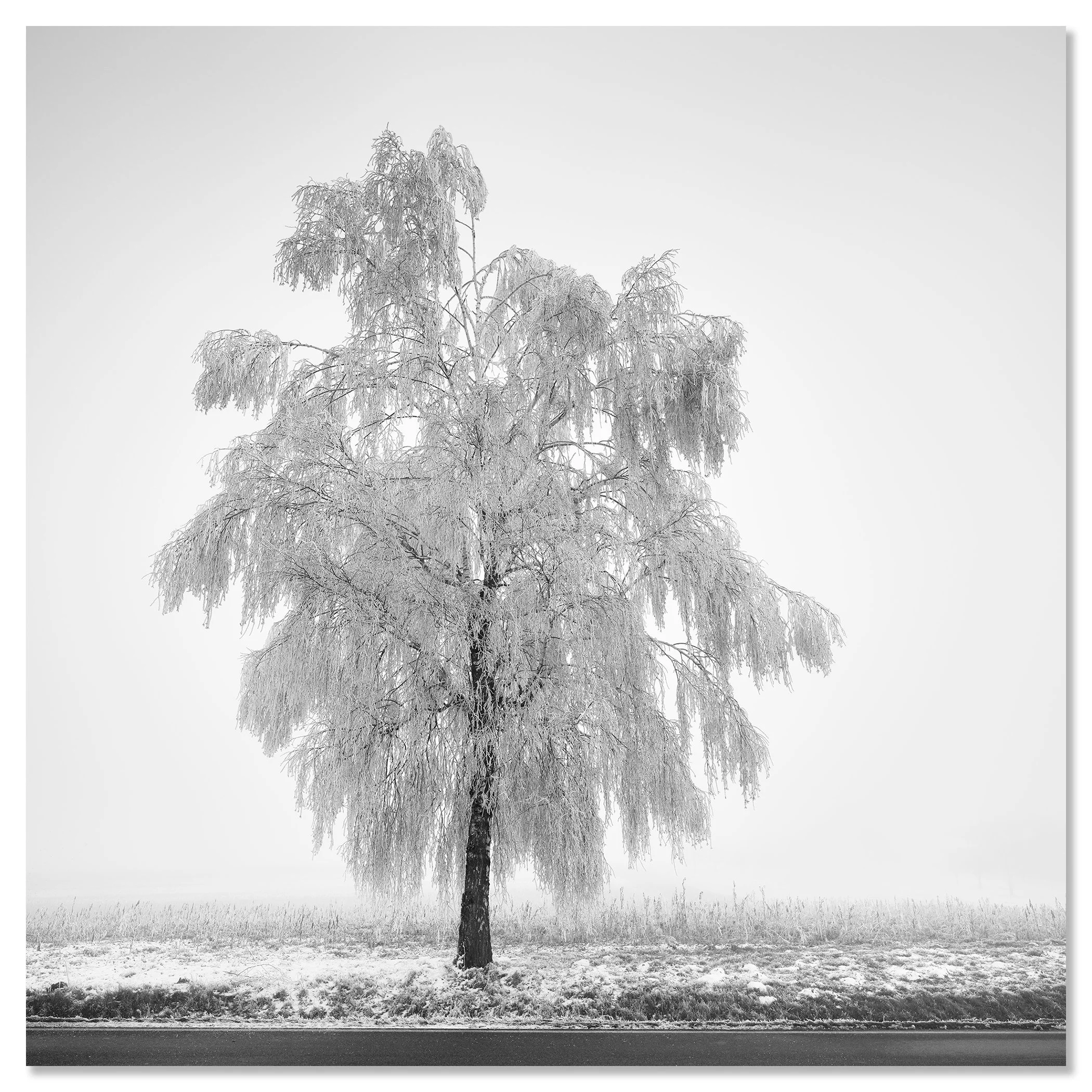 Frozen Birch Tree Study 1 by Gerald Berghammer, minimalist winter tree photograph presented as a frameless aluminium Dibond print.