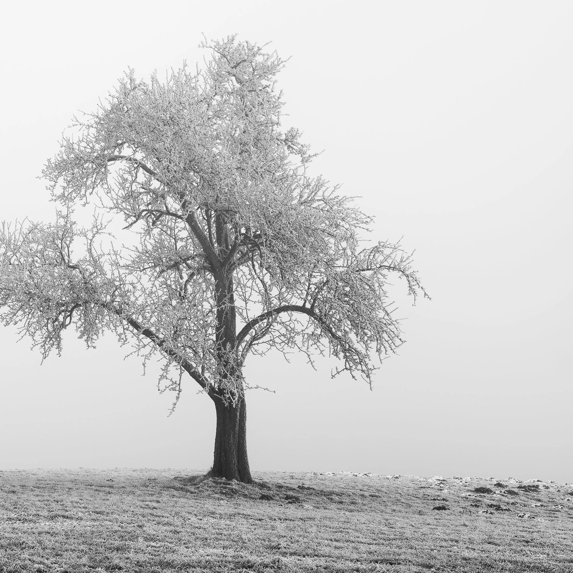 Cropped detail of Two Lonely Frozen Trees Panorama by Gerald Berghammer, showing two frost-covered trees on a sloping winter field.