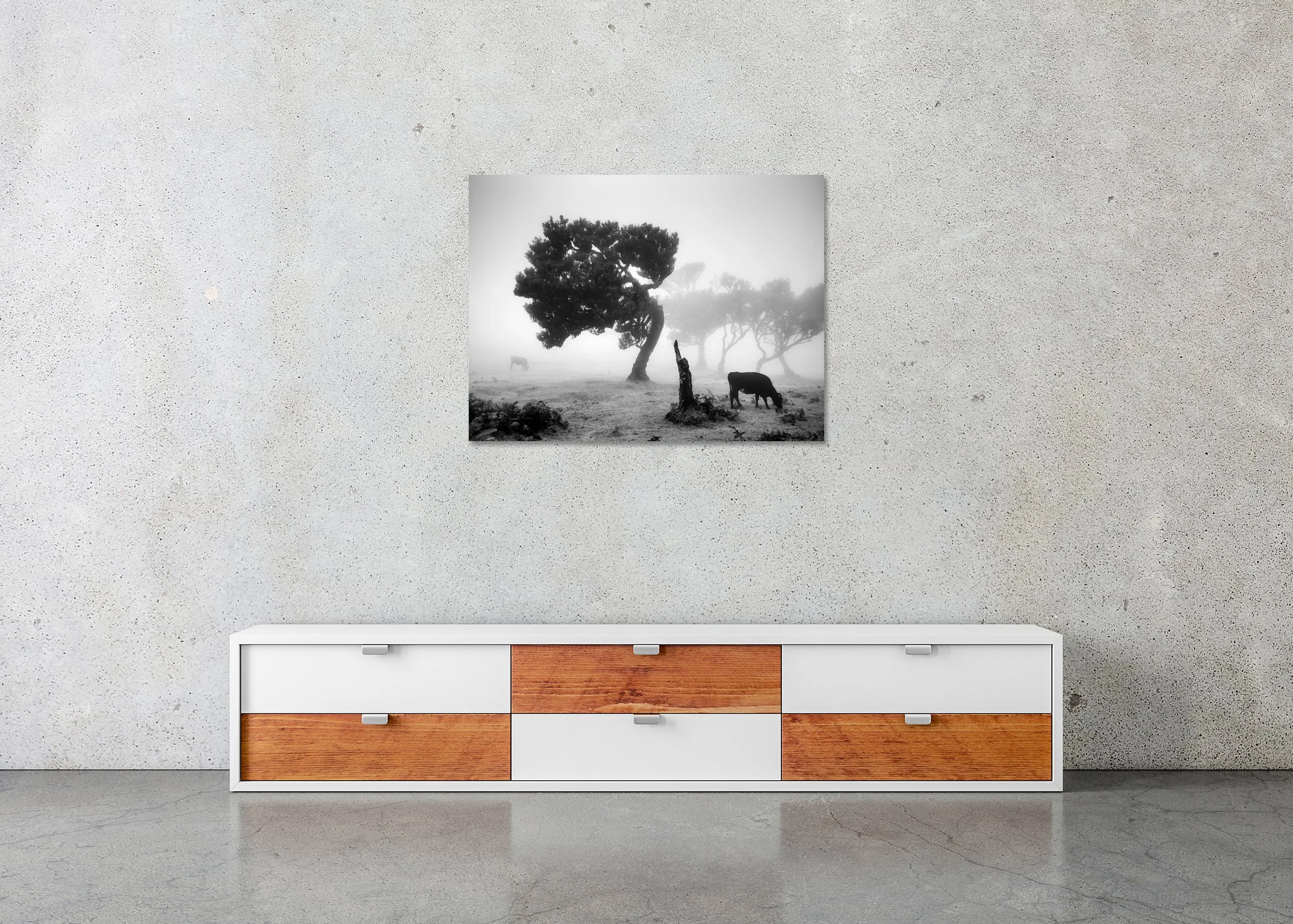 Frameless ChromaLuxe metal print in monochrome: foggy meadow with a tilted tree, stump and grazing cow.