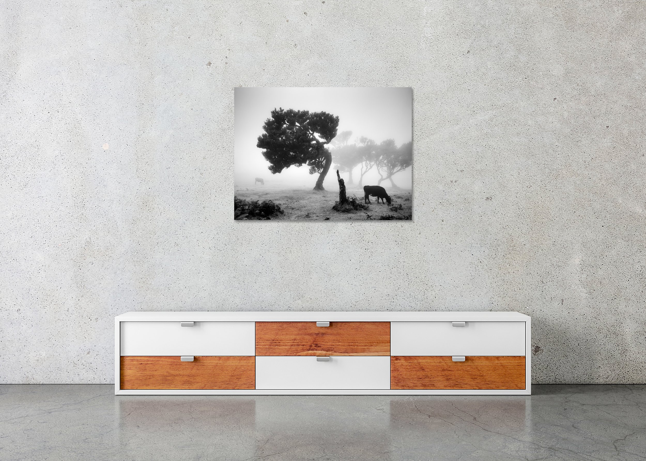 Atmospheric black-and-white foggy meadow with a tilted tree, tree stump and grazing cow, faint trees behind, photo print mounted to Dibond, frameless.