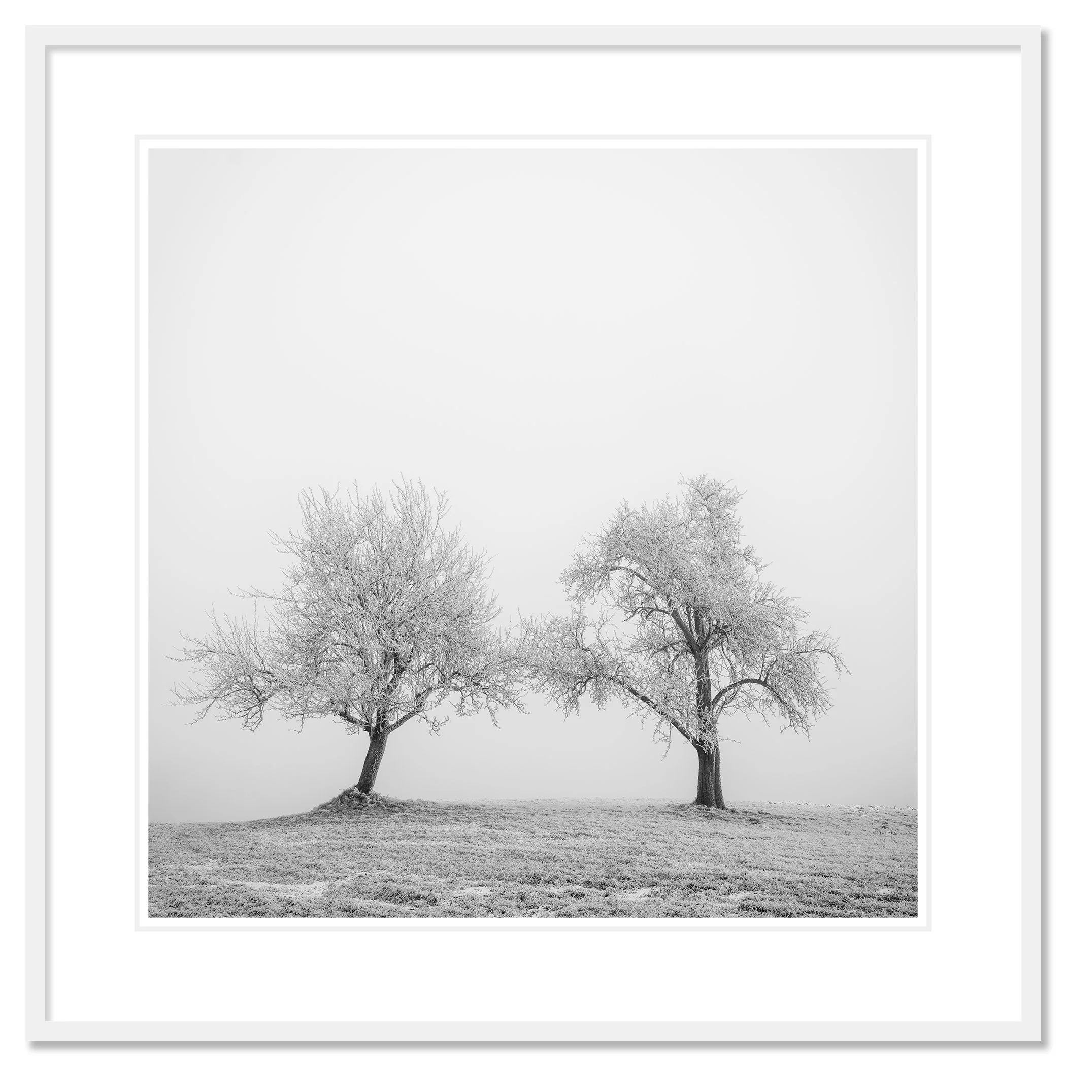 Hoarfrosted Trees Study 1 by Gerald Berghammer, archival black-and-white photographic print in a white aluminium frame with a white mount.