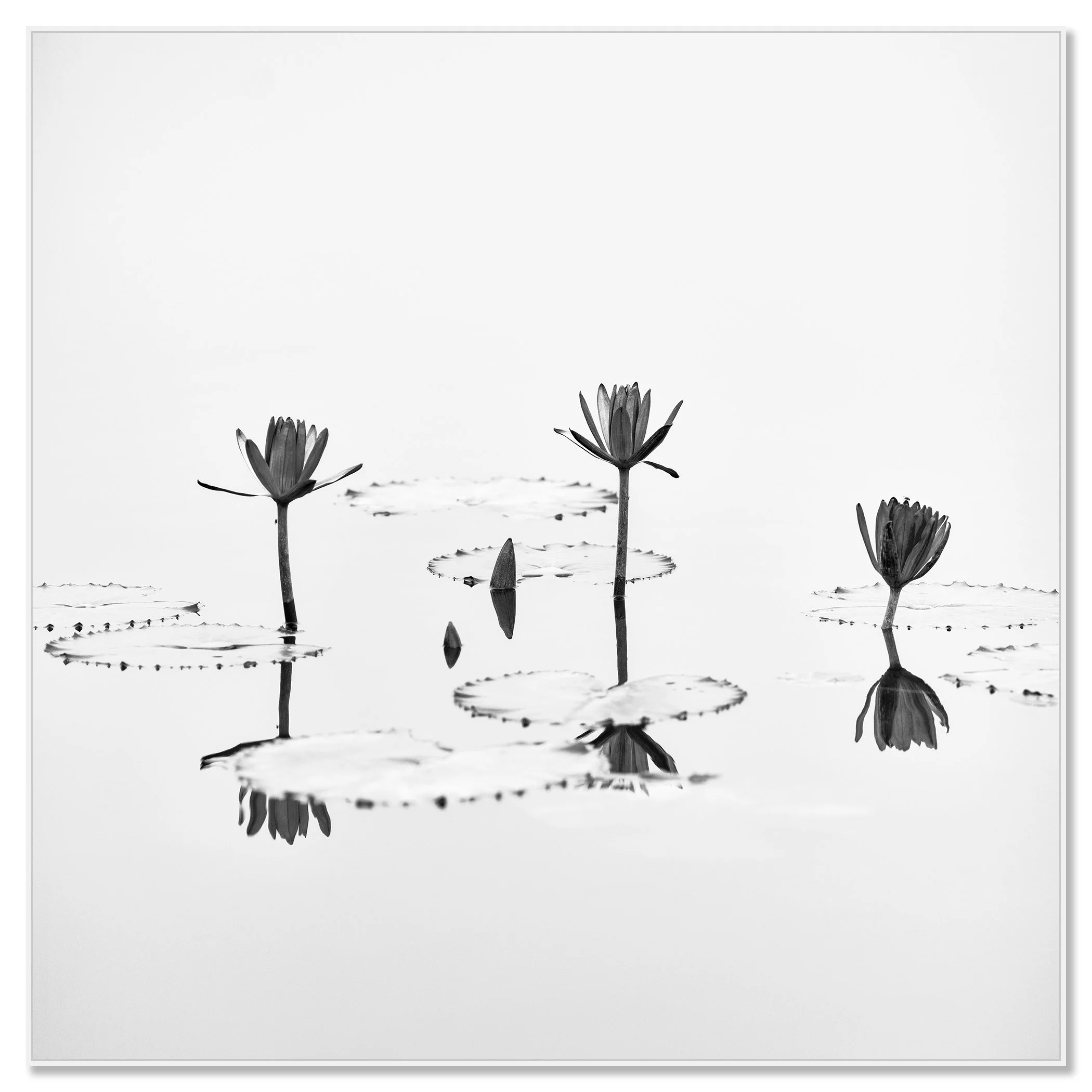 Lotus Flower Study 1 – black-and-white lotus flower photograph on aluminium Dibond in a white ArtBox frame by Gerald Berghammer.
