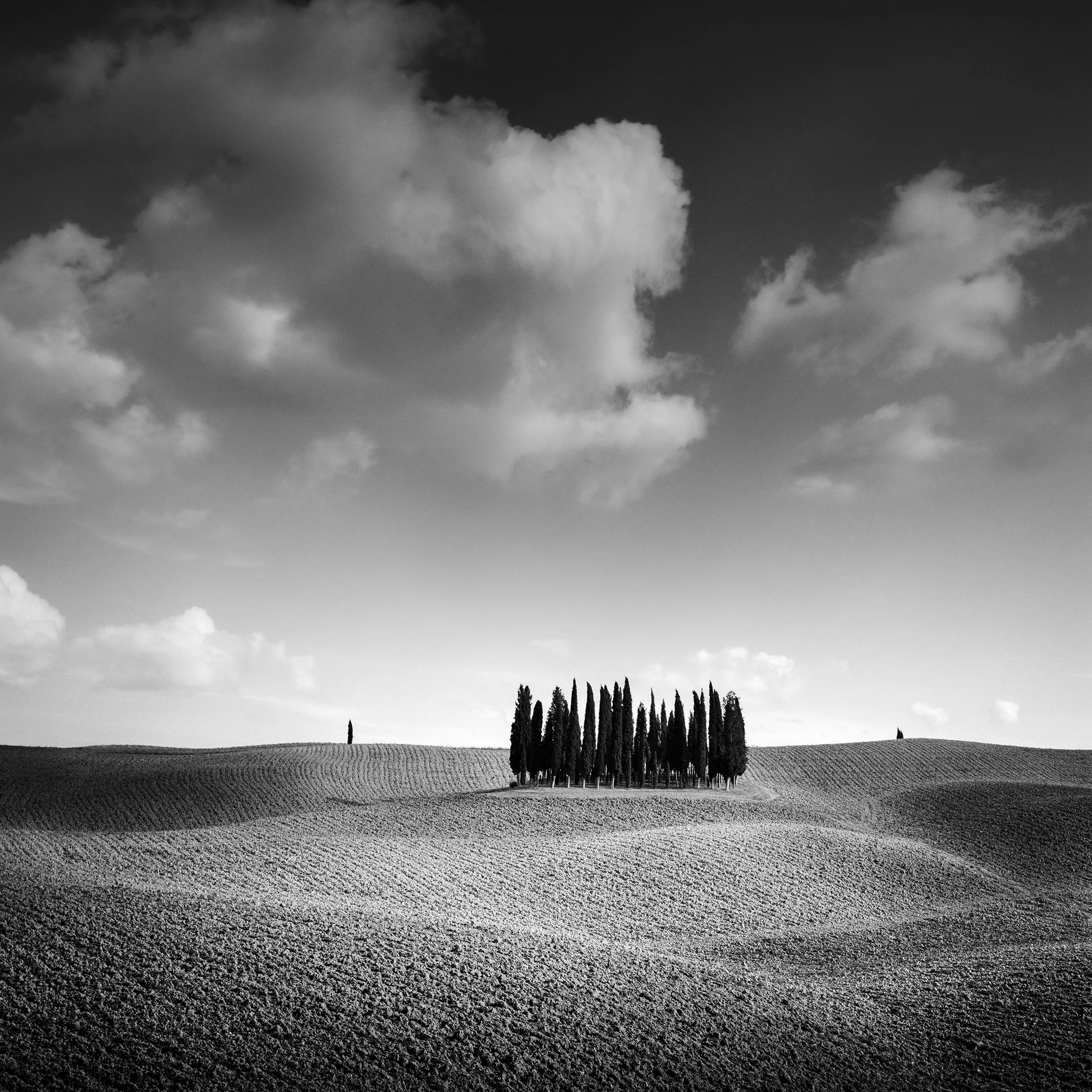 Cypress grove rising from gently undulating fields beneath dramatic clouds in Tuscany, photographed in black and white by Gerald Berghammer.