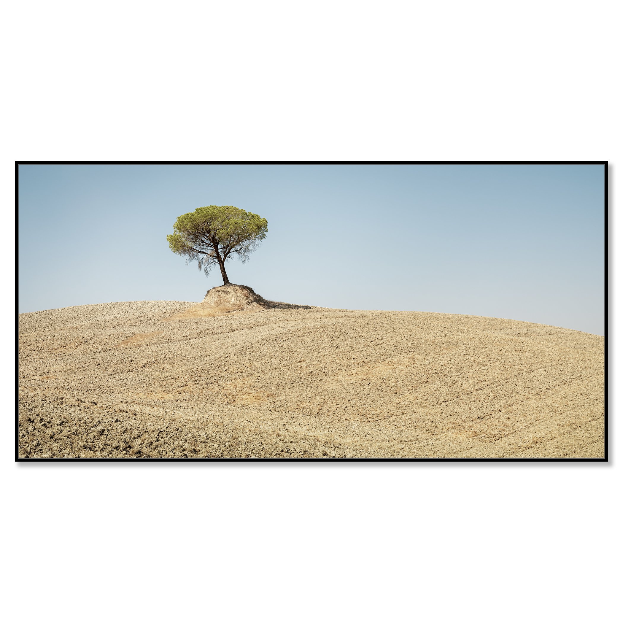 © 2021 Gerald Berghammer - Color Fine Art Landscape Photography. Single Italian Stone Pines on a small hill in a dry, barren landscape under a clear blue sky. Chromaluxe framed black