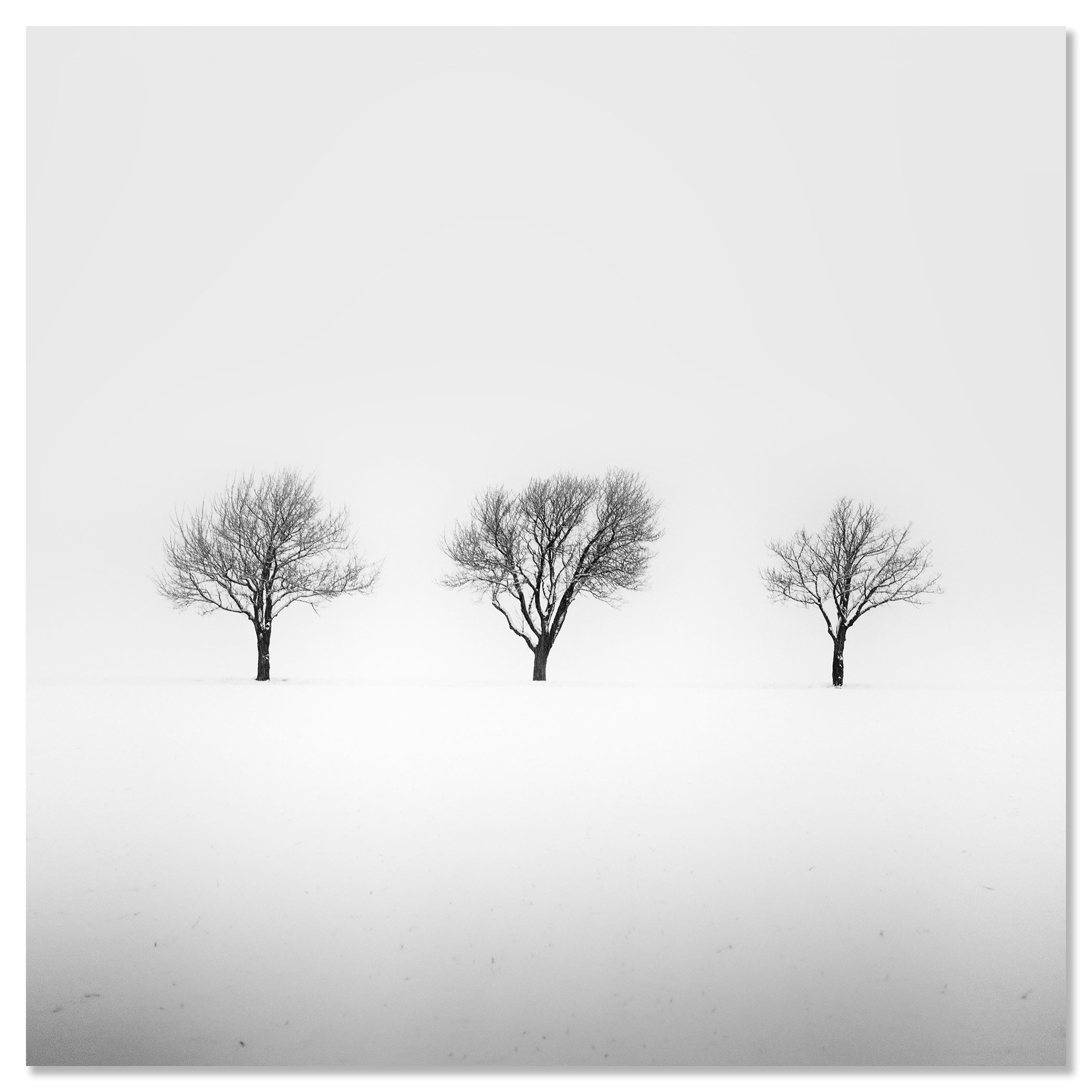 Three Trees in a Snowy Field, Study 2 as a frameless aluminium Dibond print by Gerald Berghammer.