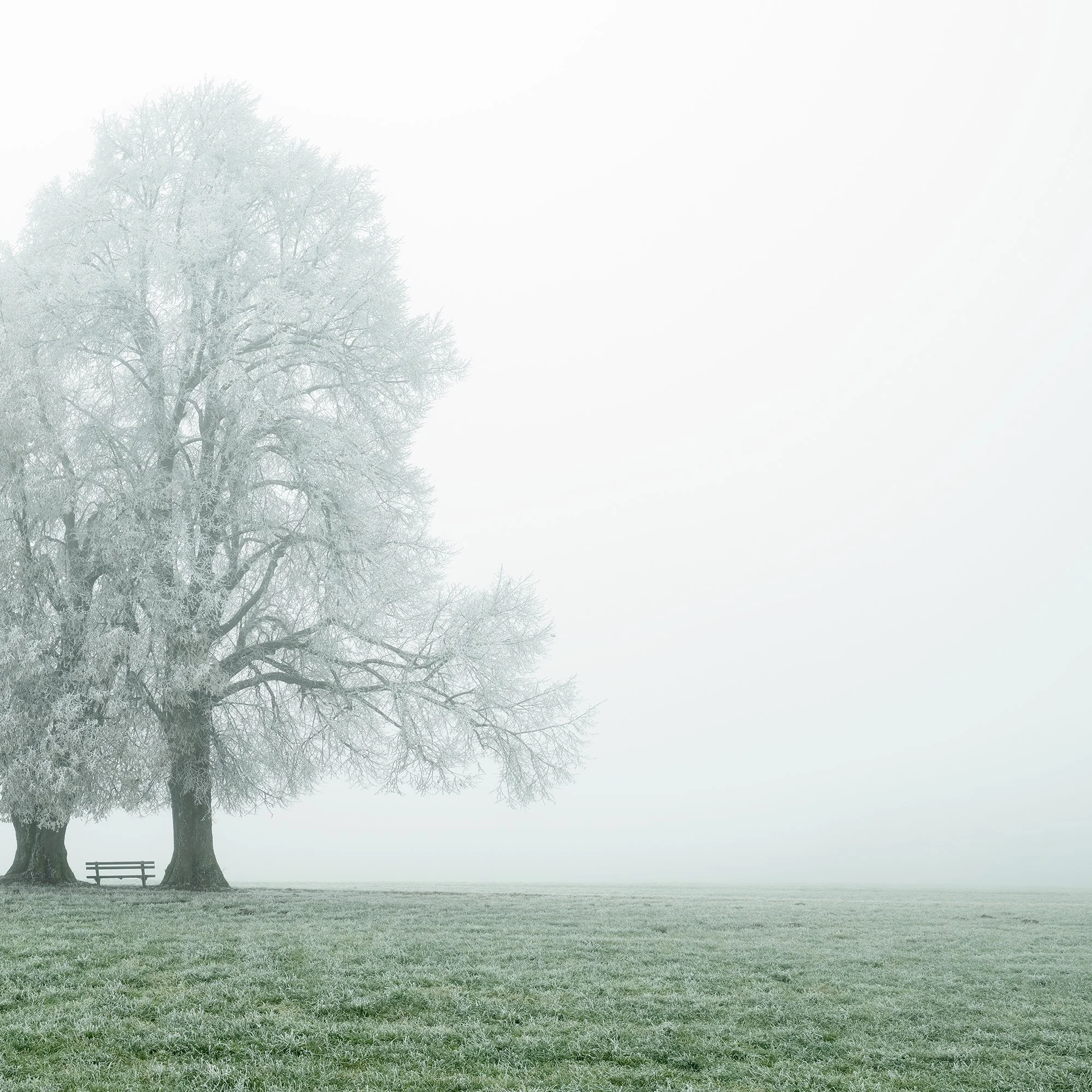 © 2025 Gerald Berghammer - Color panorama photography. Foggy landscape with two large frozen trees and a park bench underneath the trees, on a grassy field. Print detail 2
