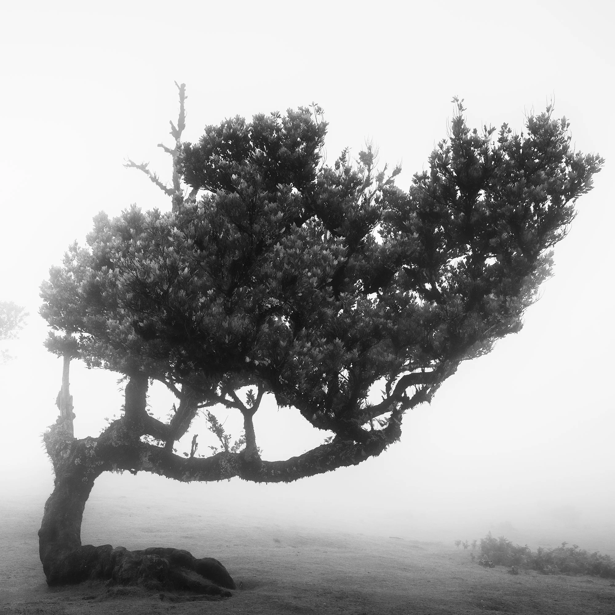 Detail of the dense canopy and curved branches of an ancient Madeira laurel tree by Gerald Berghammer.