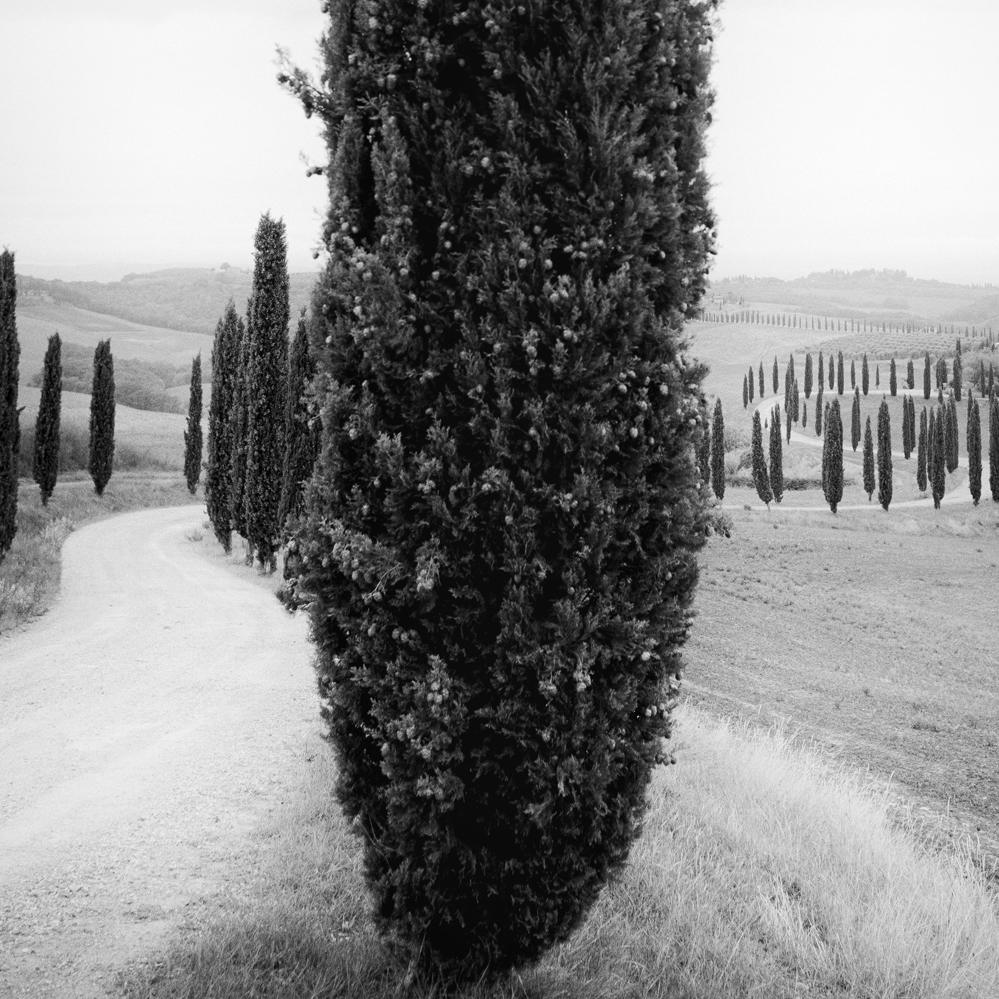 Detailed view of Cypress Trees Study 2, an analogue black-and-white fine art photograph from Tuscany by Gerald Berghammer.