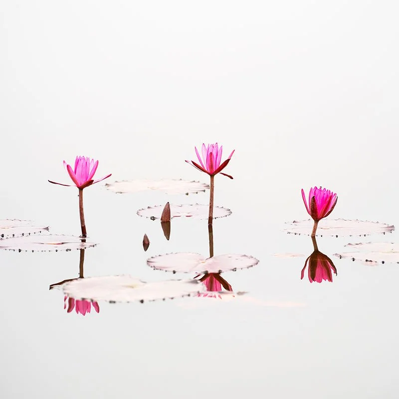 Gerald Berghammer - Nelumbo Nucifera Study 1, Vietnam