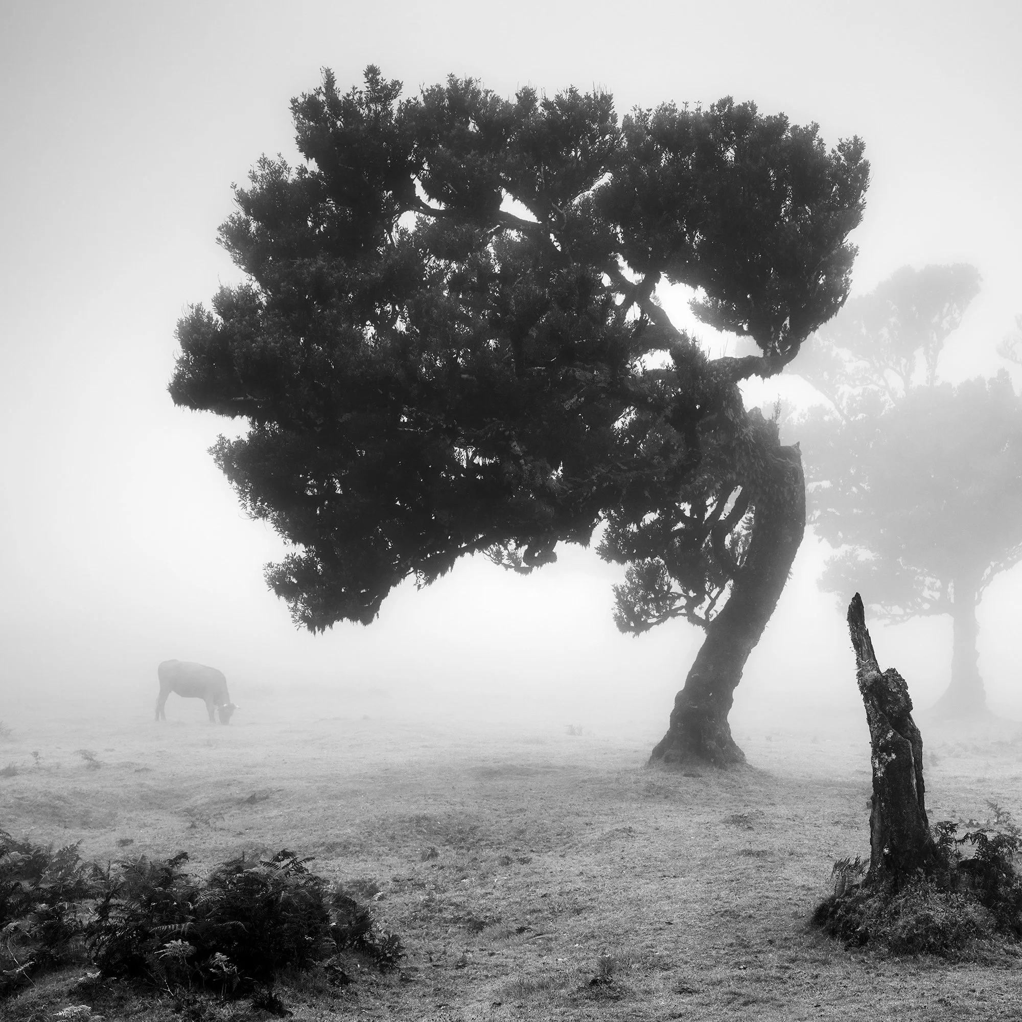 Detail of Cows on a Foggy Pasture, Study 1 showing a windswept tree and grazing cow in the mist at Fanal, Madeira, by Gerald Berghammer.