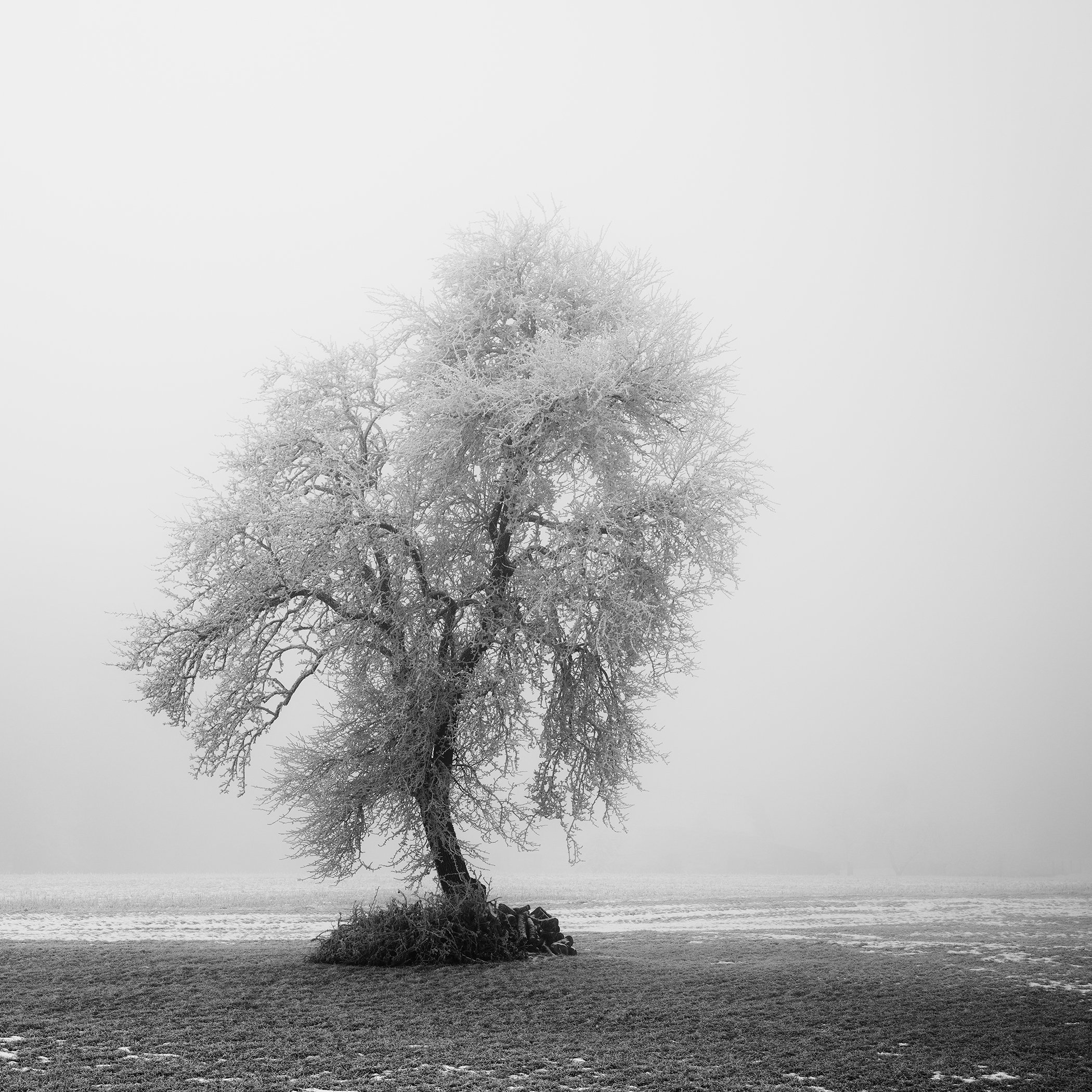Solitary icy tree in a foggy landscape, captured as a minimalist black and white nature print