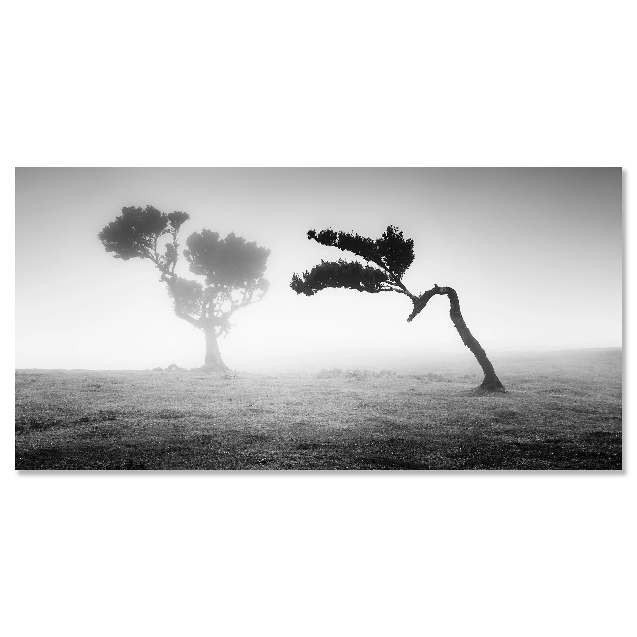 Two Trees in the Mist Panorama by Gerald Berghammer presented as a frameless Dibond artwork.