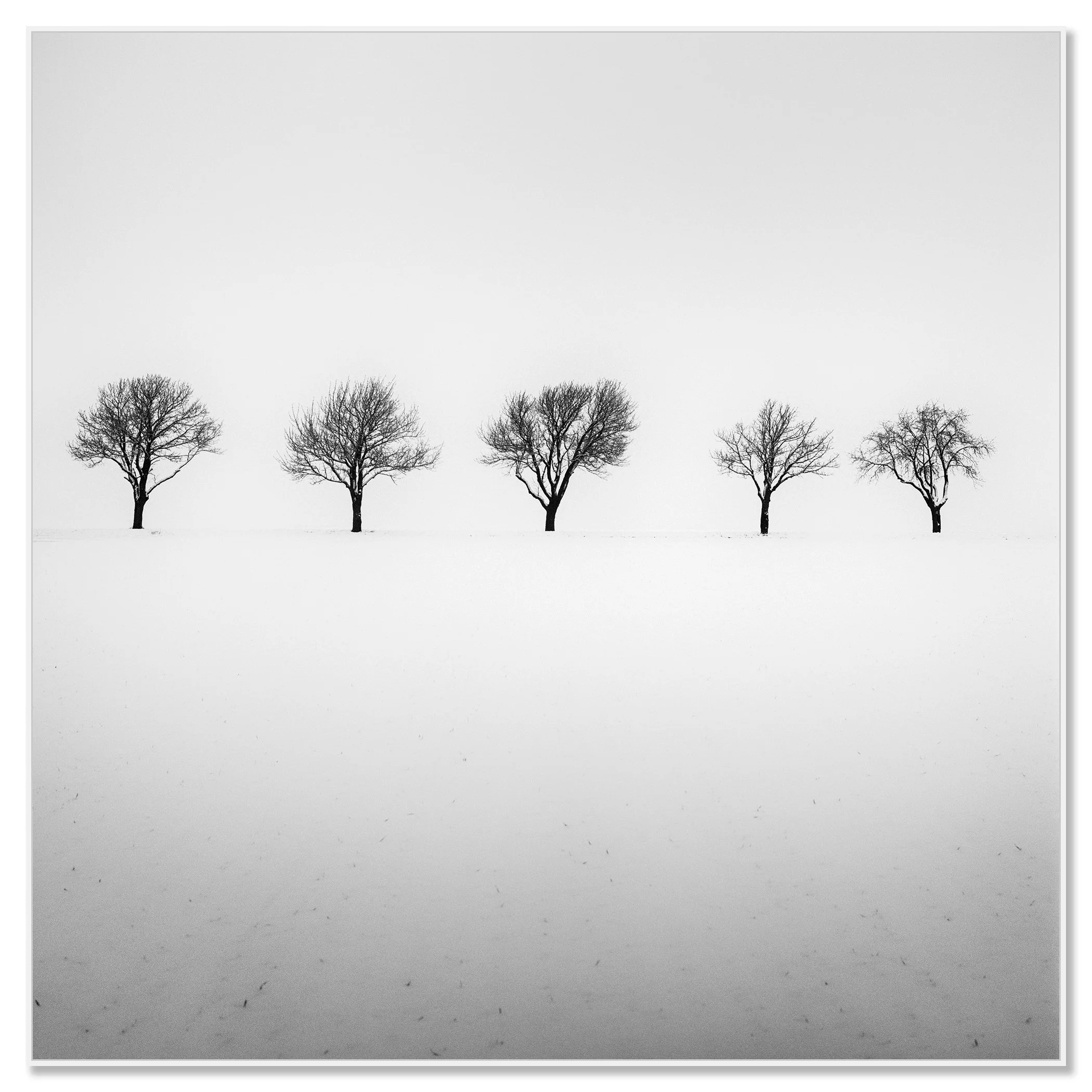 Five Trees in Snowy Field by Gerald Berghammer shown in a white aluminium ArtBox frame.