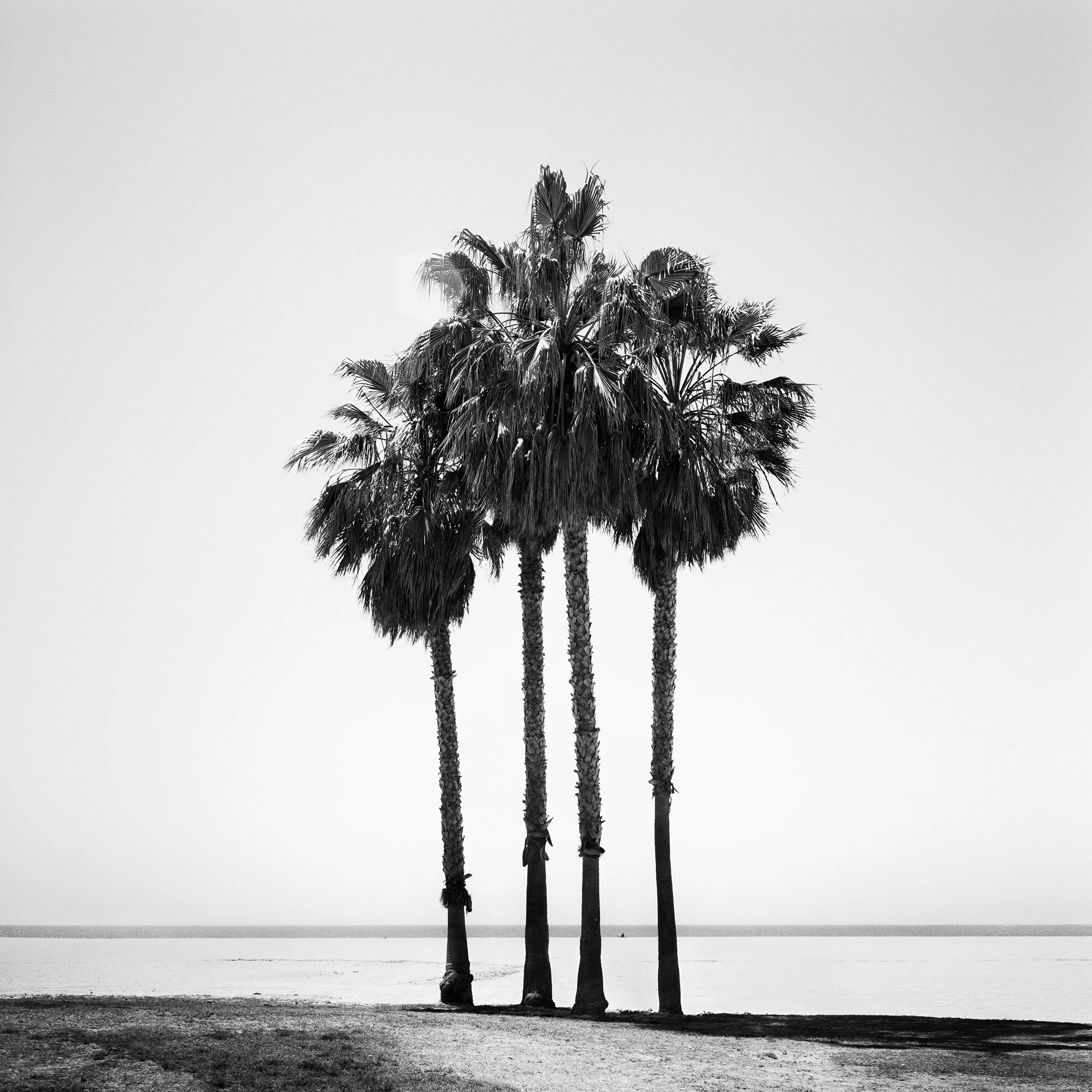 Minimalist black-and-white coastal landscape with four palm trees beside the sea by Gerald Berghammer