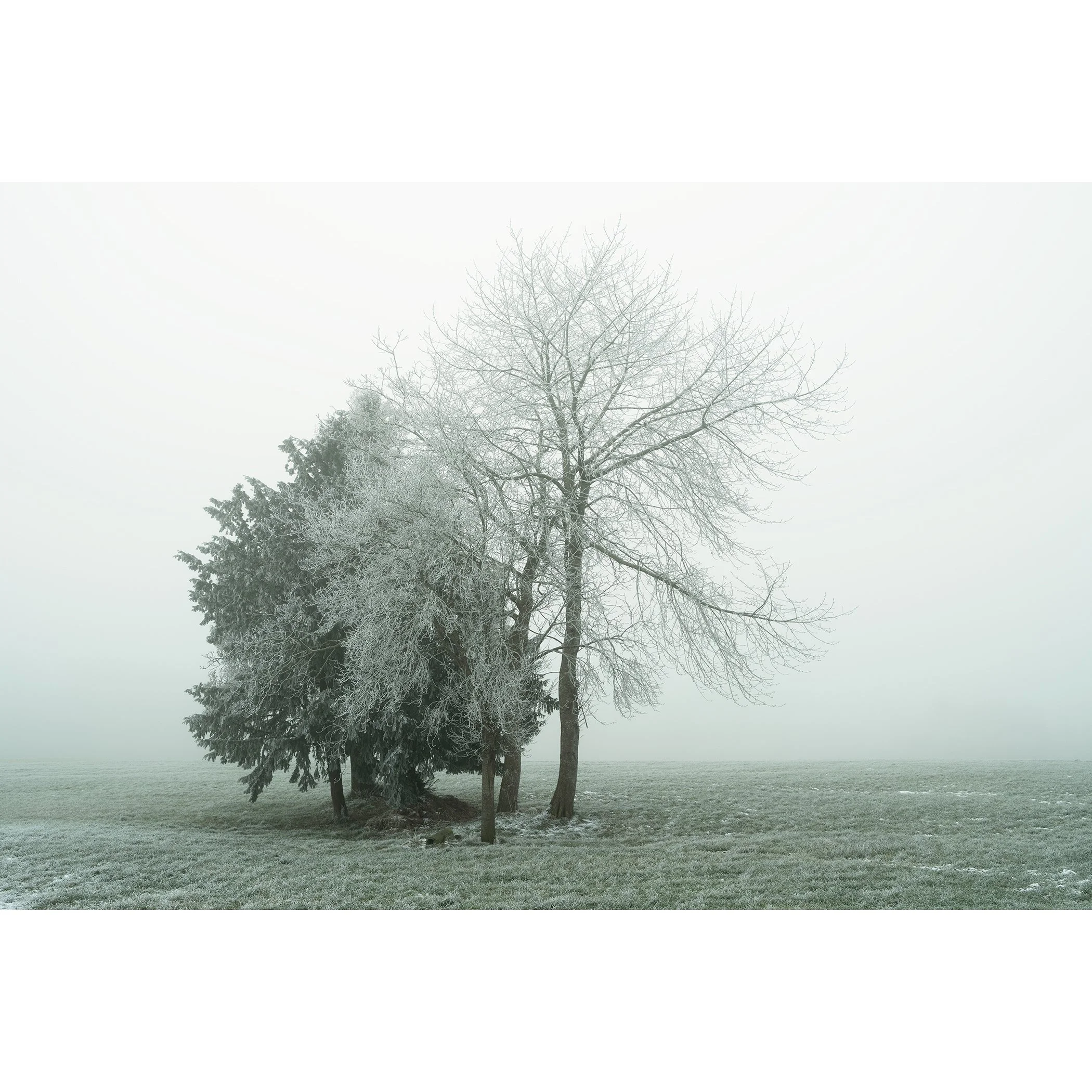 Gerald Berghammer - Color minimalist landscape photography. Frost-covered trees in a foggy winter landscape with green grass.