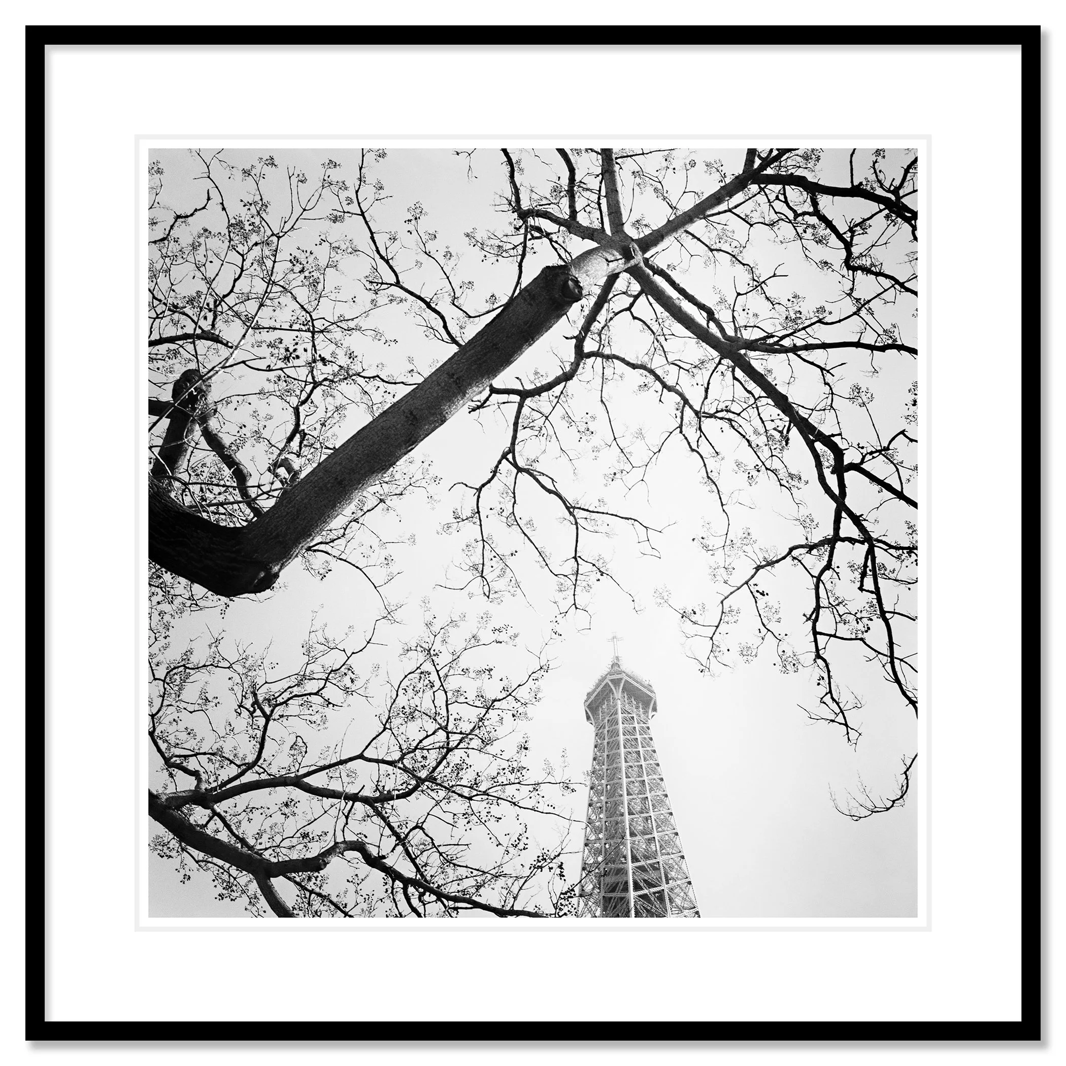 Tree and the Eiffel Tower – fine art print in a black aluminium frame with white mount by Gerald Berghammer
