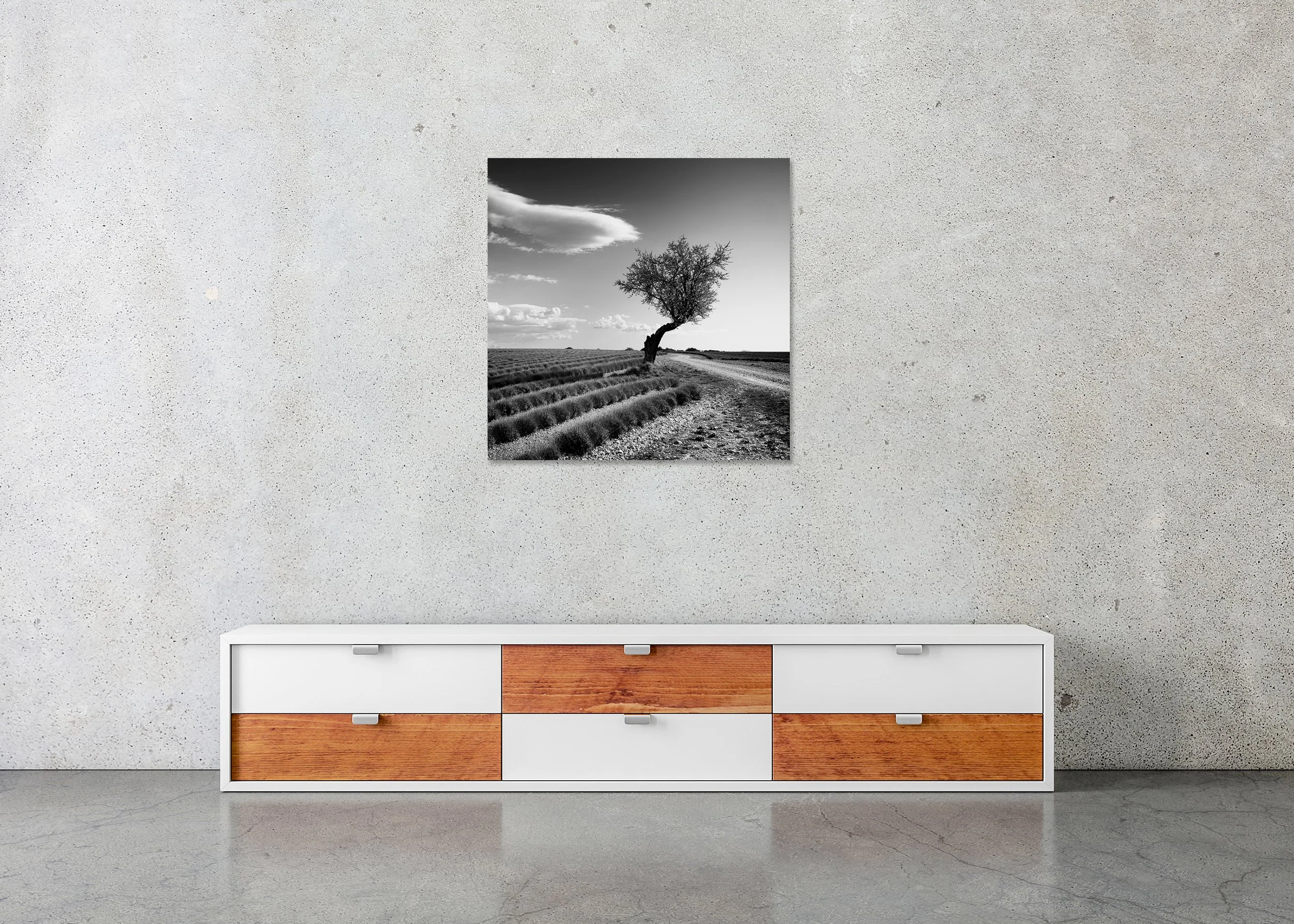 Black and white photo of a solitary tree leaning over a dirt road with lavender fields and cloudy sky, ChromaLuxe metal print frameless