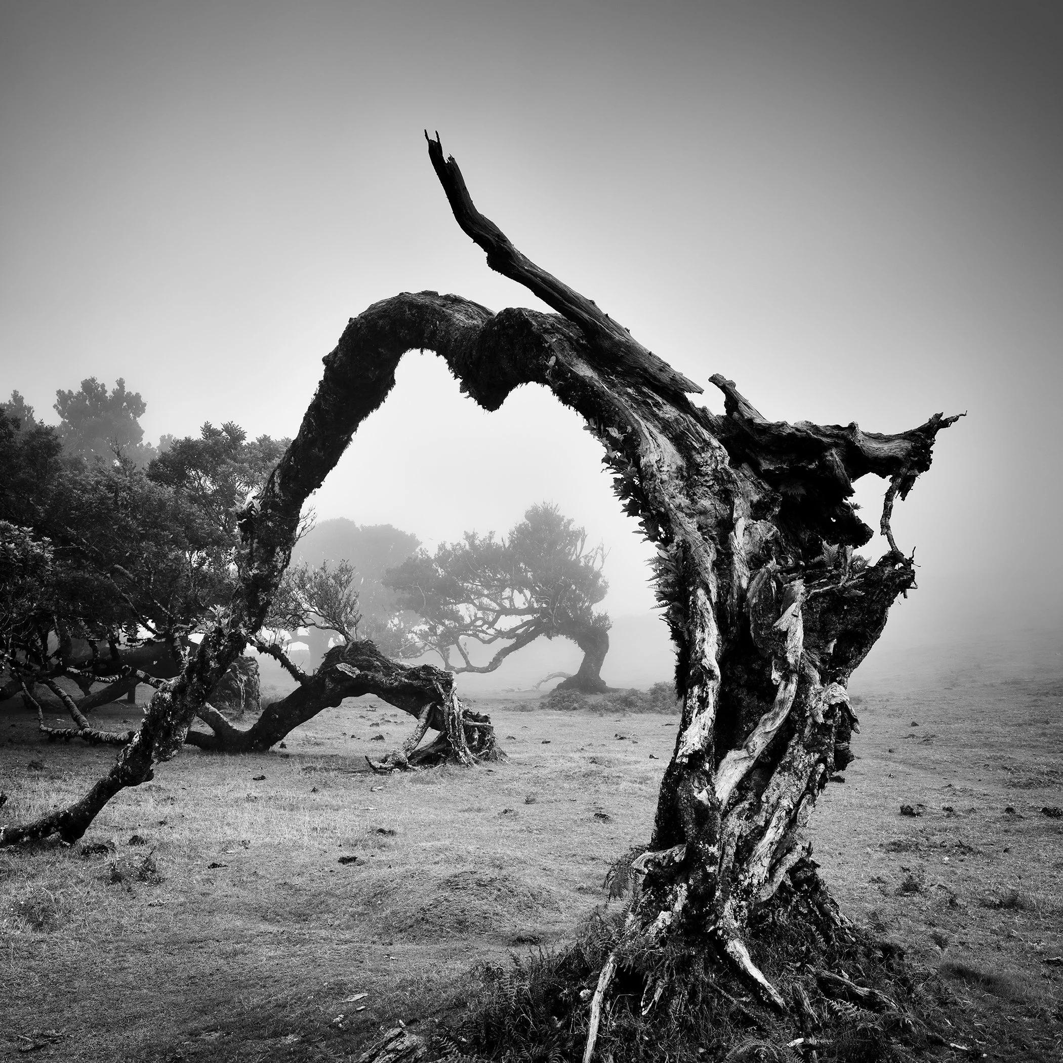 Old Angled Trees Study 1 by Gerald Berghammer, black-and-white photograph of a weathered broken laurel tree with an arched trunk in misty Fanal Forest, Madeira, Portugal.