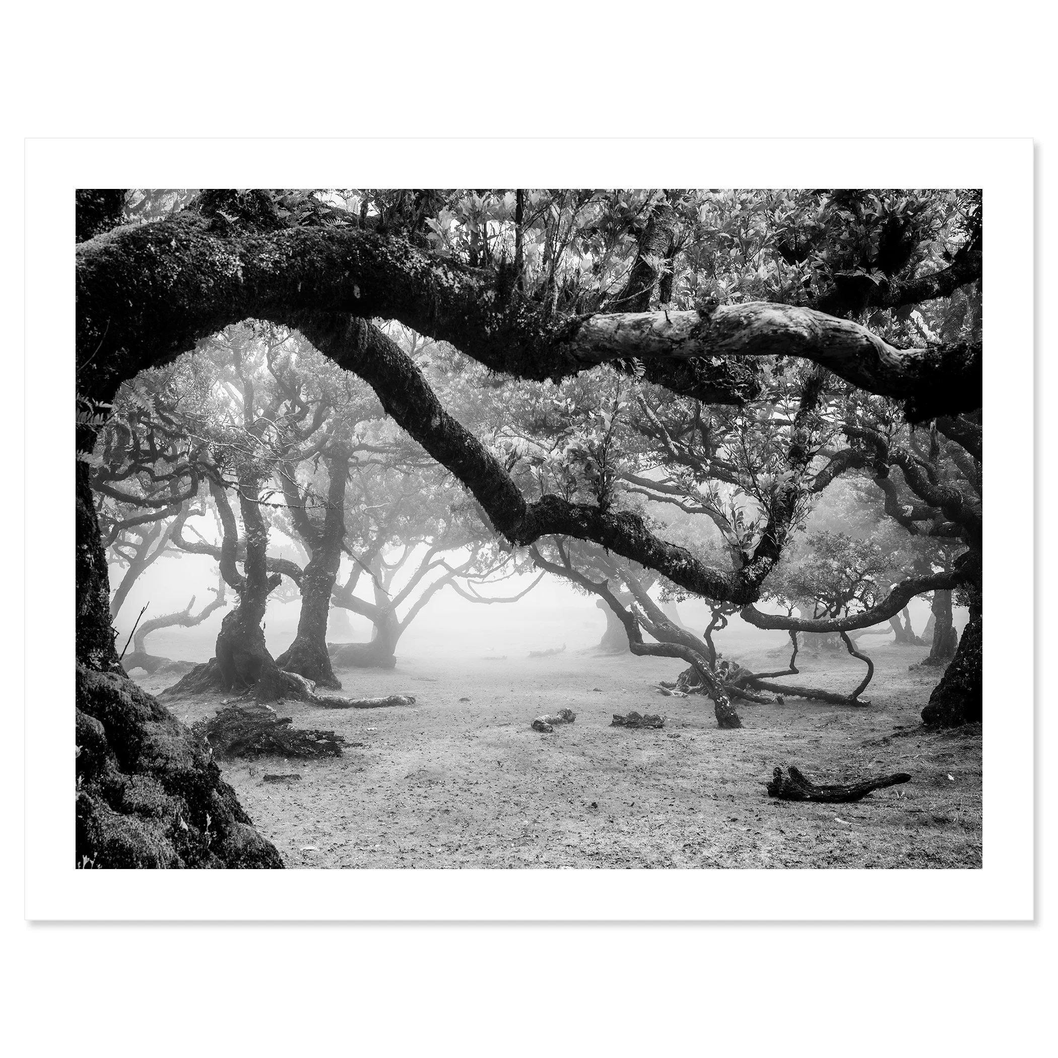 Black and white photo of twisted trees in a misty forest landscape – print only