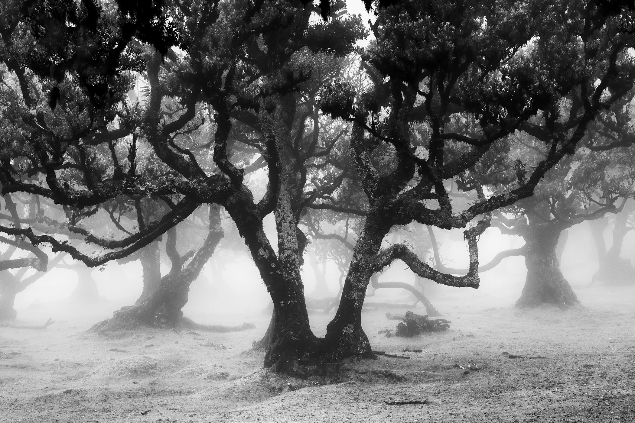 Fanal Forest Study 1 by Gerald Berghammer, black-and-white photograph of ancient laurel trees in misty Fanal Forest, Madeira, Portugal.