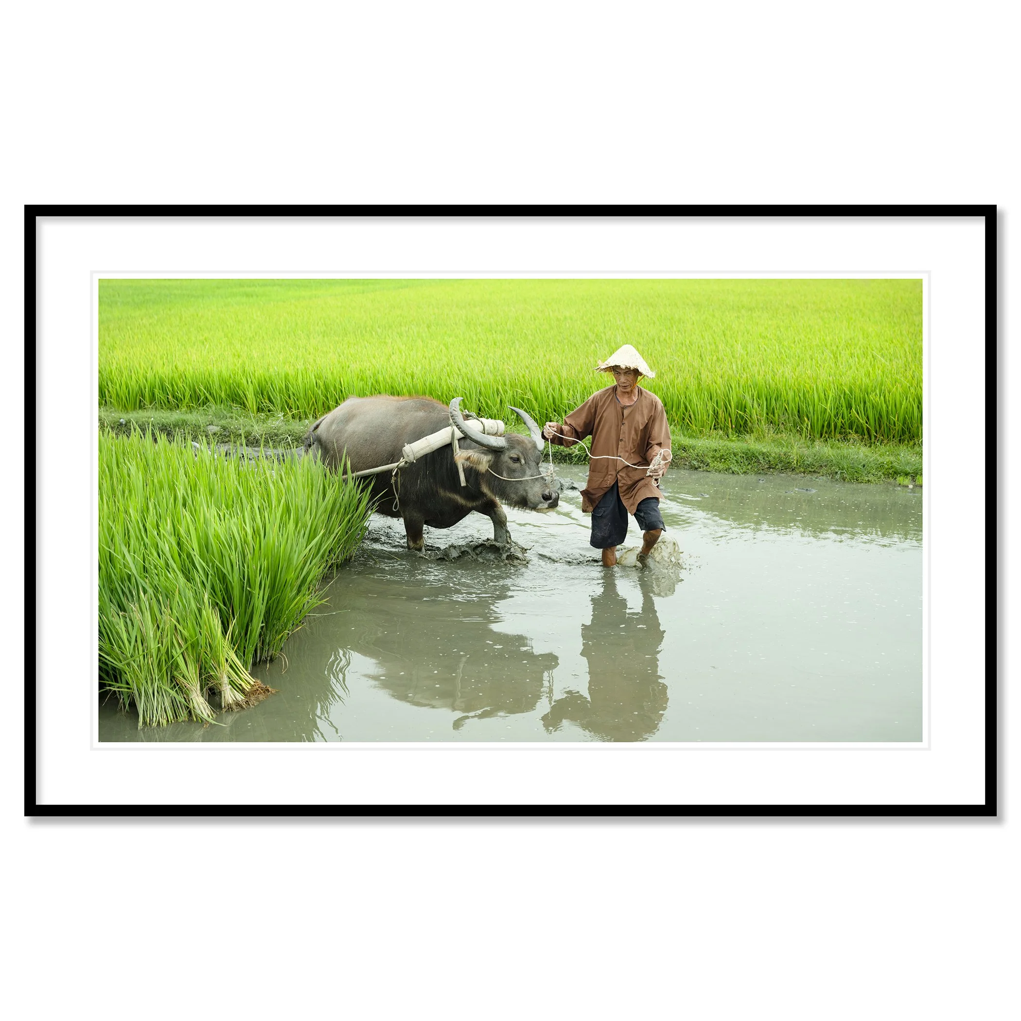 Gerald Berghammer - Color landscape photography. A farmer wearing a conical hat guides a water buffalo through a flooded rice field. Classic framed black