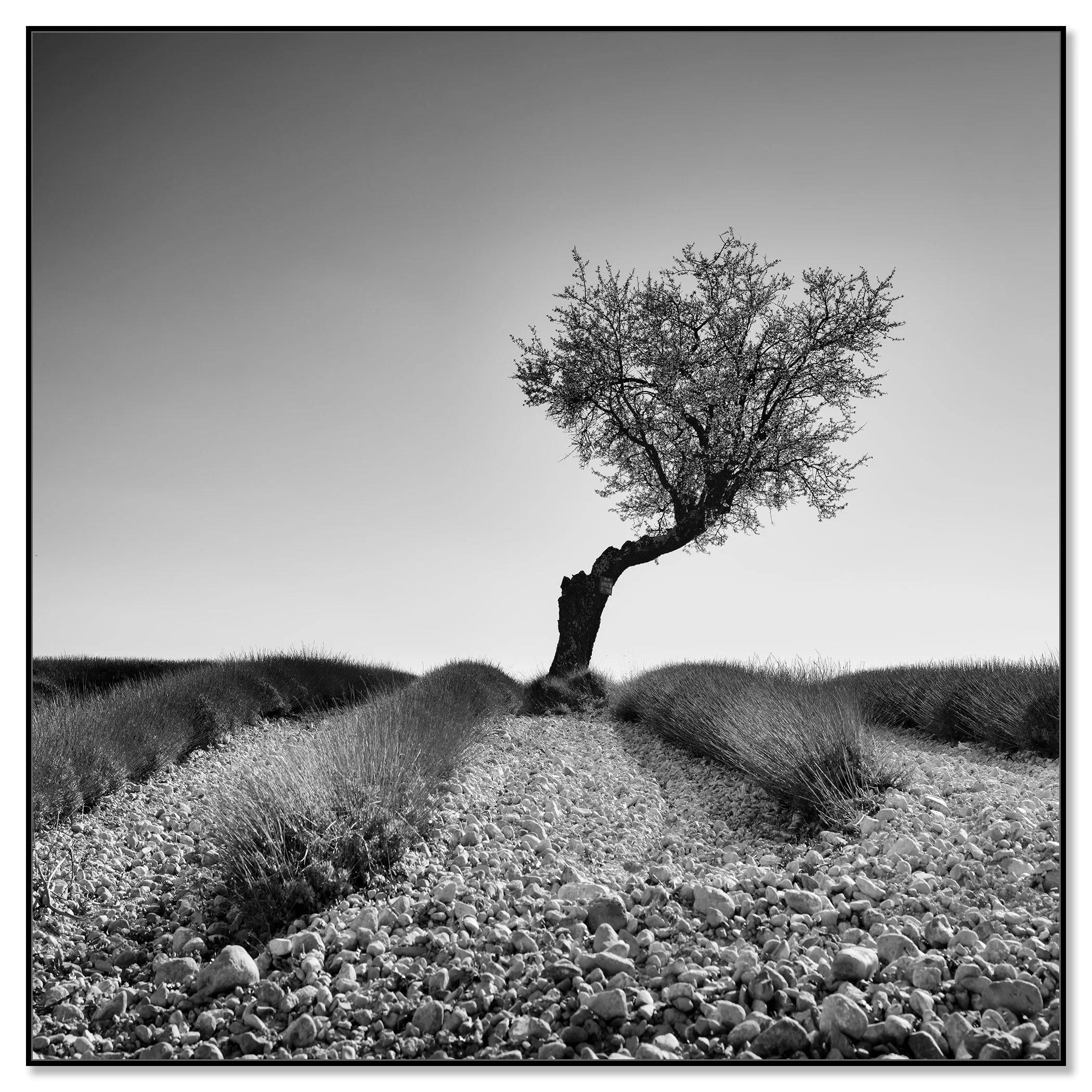 Tree in a Stony Lavender Field Study 1, black-and-white photograph in a black aluminium ArtBox by Gerald Berghammer.
