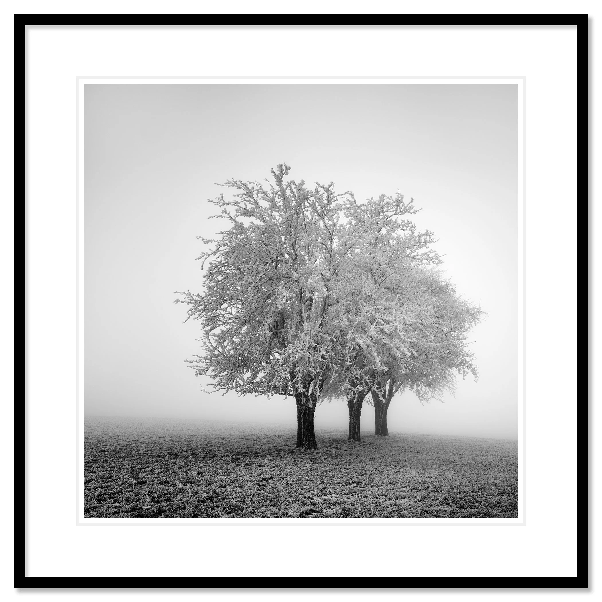 Frozen Apple Trees Study 2 as an archival pigment print in a black aluminium frame with a white mount by Gerald Berghammer.