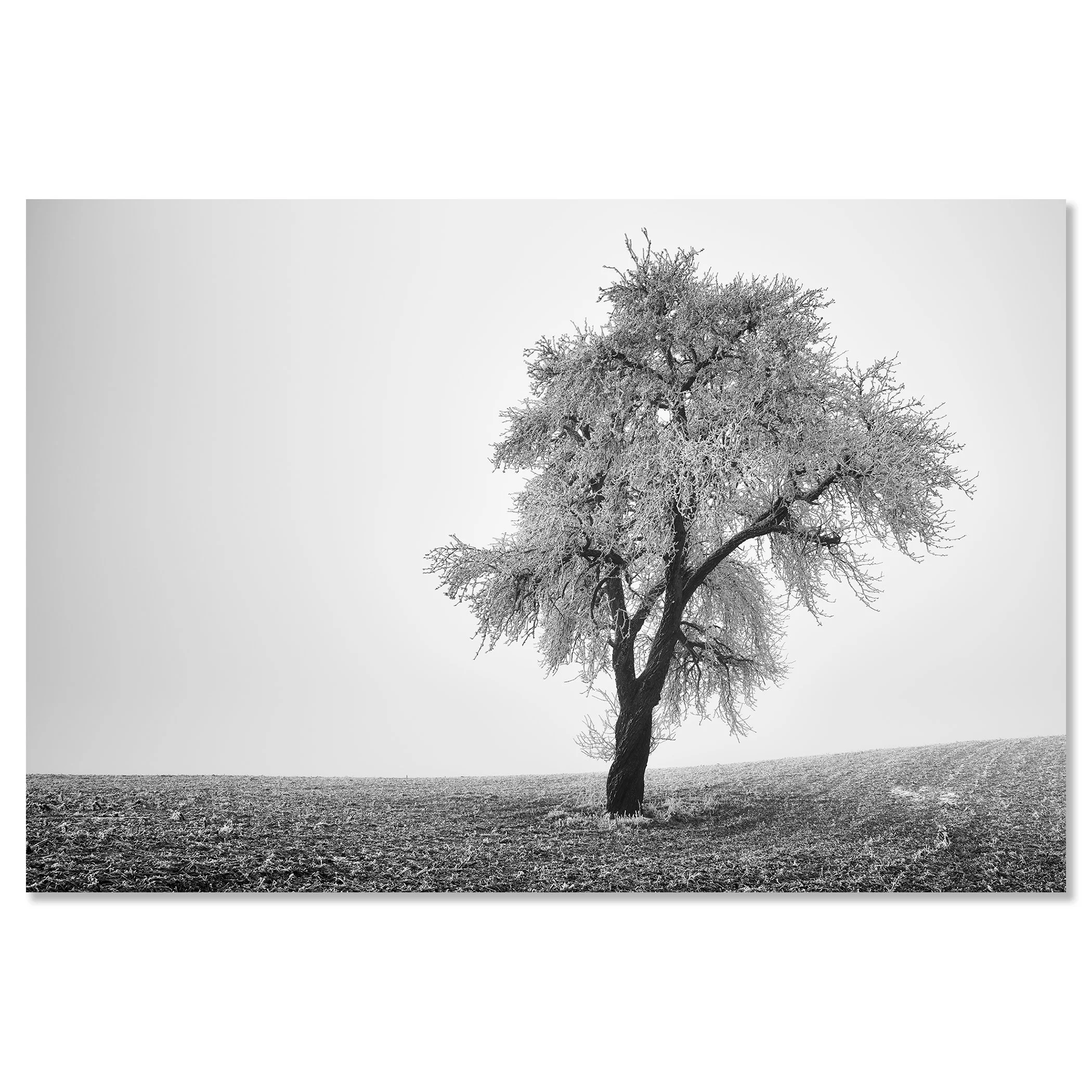 Black-and-white photo of a solitary tree on a gently sloping field under an overcast sky – dibond frameless