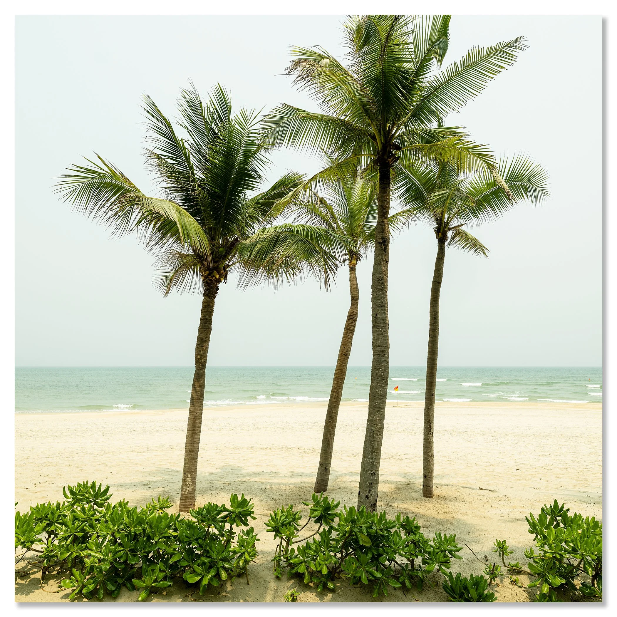 Gerald Berghammer - Color Photography. Three palm trees on a sandy beach with green plants in the foreground and ocean waves in the background. Chromaluxe frameless