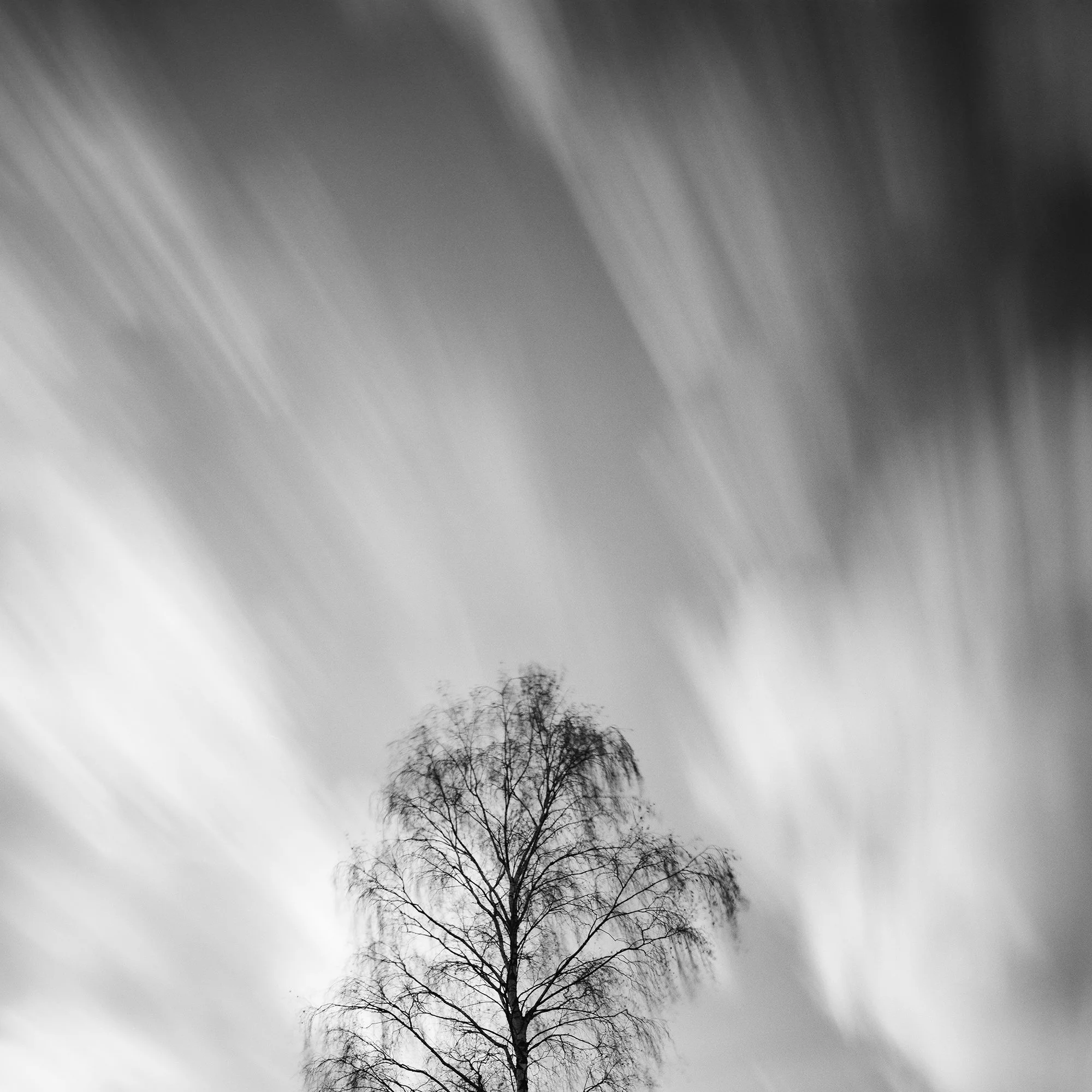 Detail of Black Birch by Gerald Berghammer, showing the long-exposure clouds and monochrome tonal transitions.