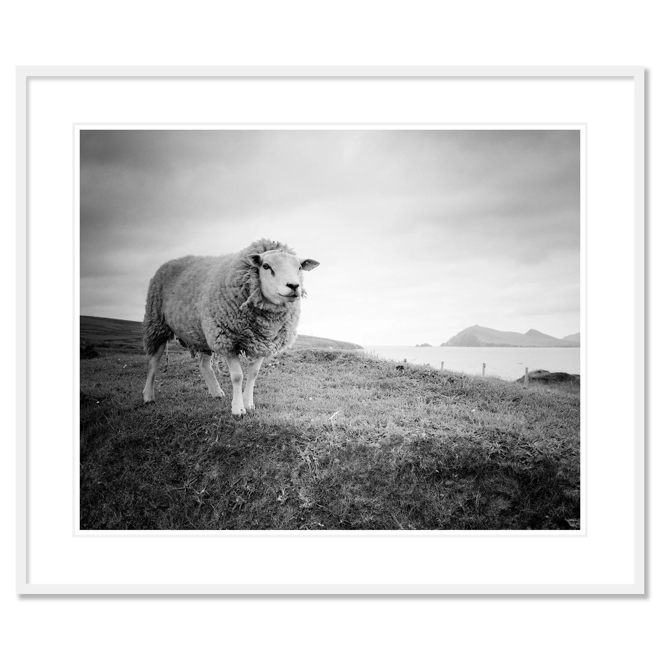 Gerald Berghammer - Black and white landscape photography. A sheep standing on grassy land near the Atlantic Ocean with hills on a small island. Classic framed white