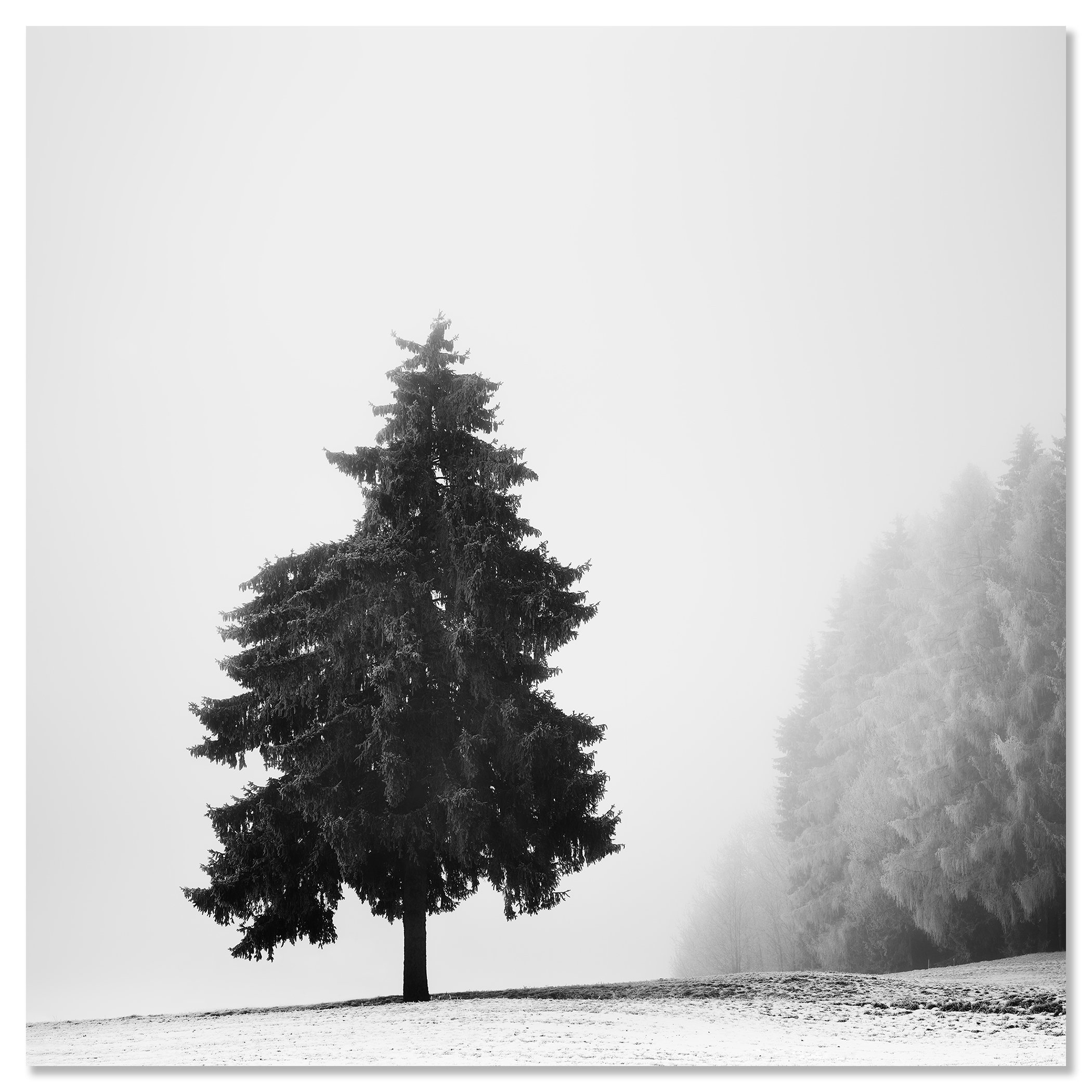 Christmas Tree Study 1 mounted on aluminium Dibond as a frameless black-and-white fine art print by Gerald Berghammer.