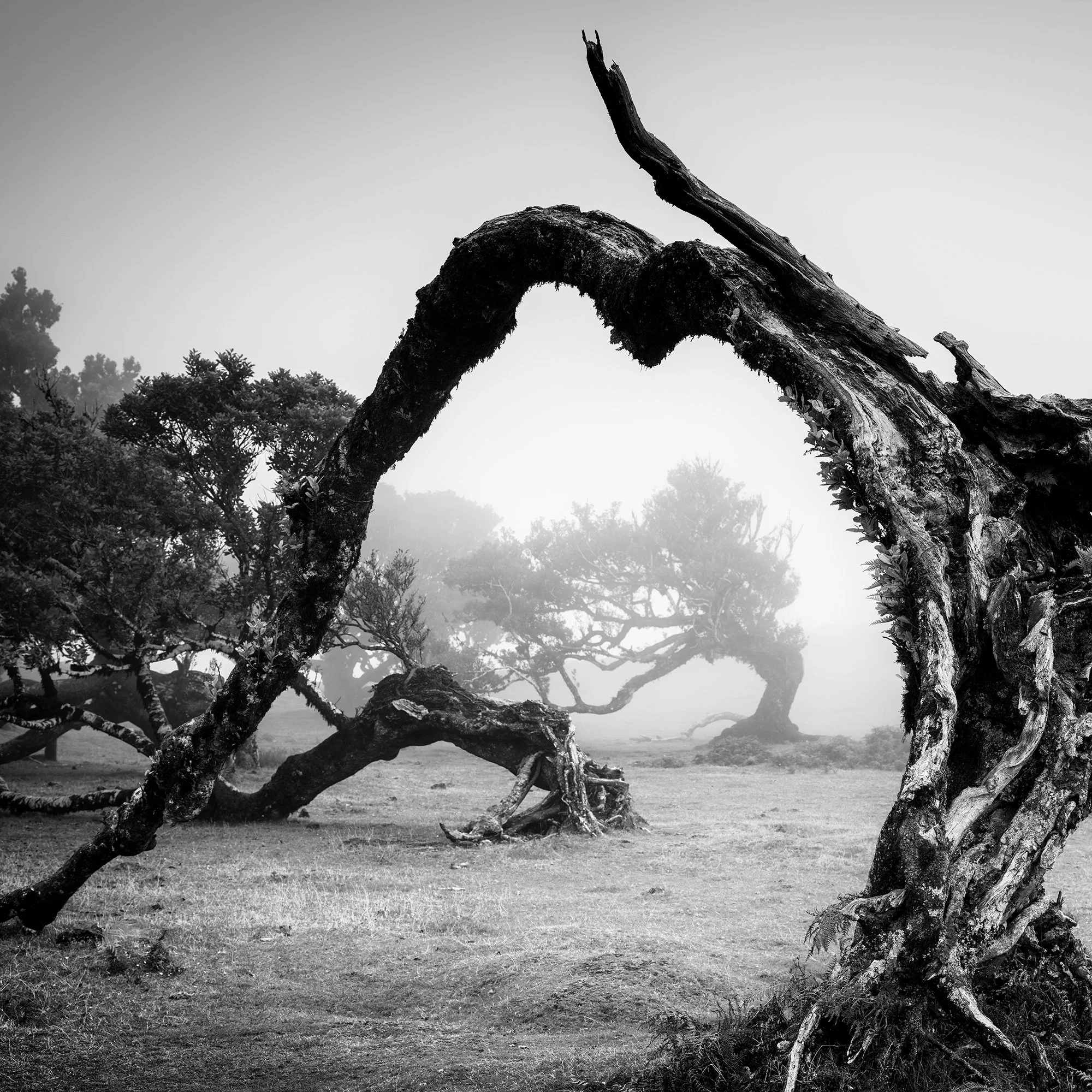 Detail of an arching, wind-sculpted tree in the misty landscape of Madeira, Bent Tree in the Fog Study 1 by Gerald Berghammer.