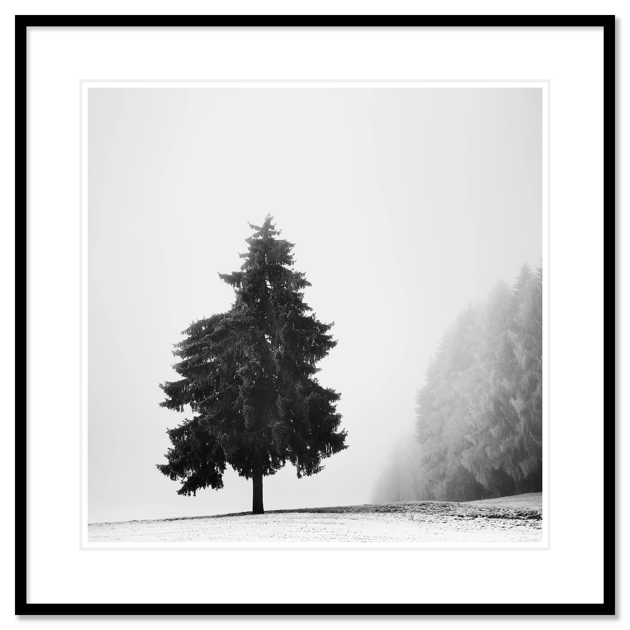 Christmas Tree Study 1 as an archival pigment print in a black aluminium frame with a white mount by Gerald Berghammer.
