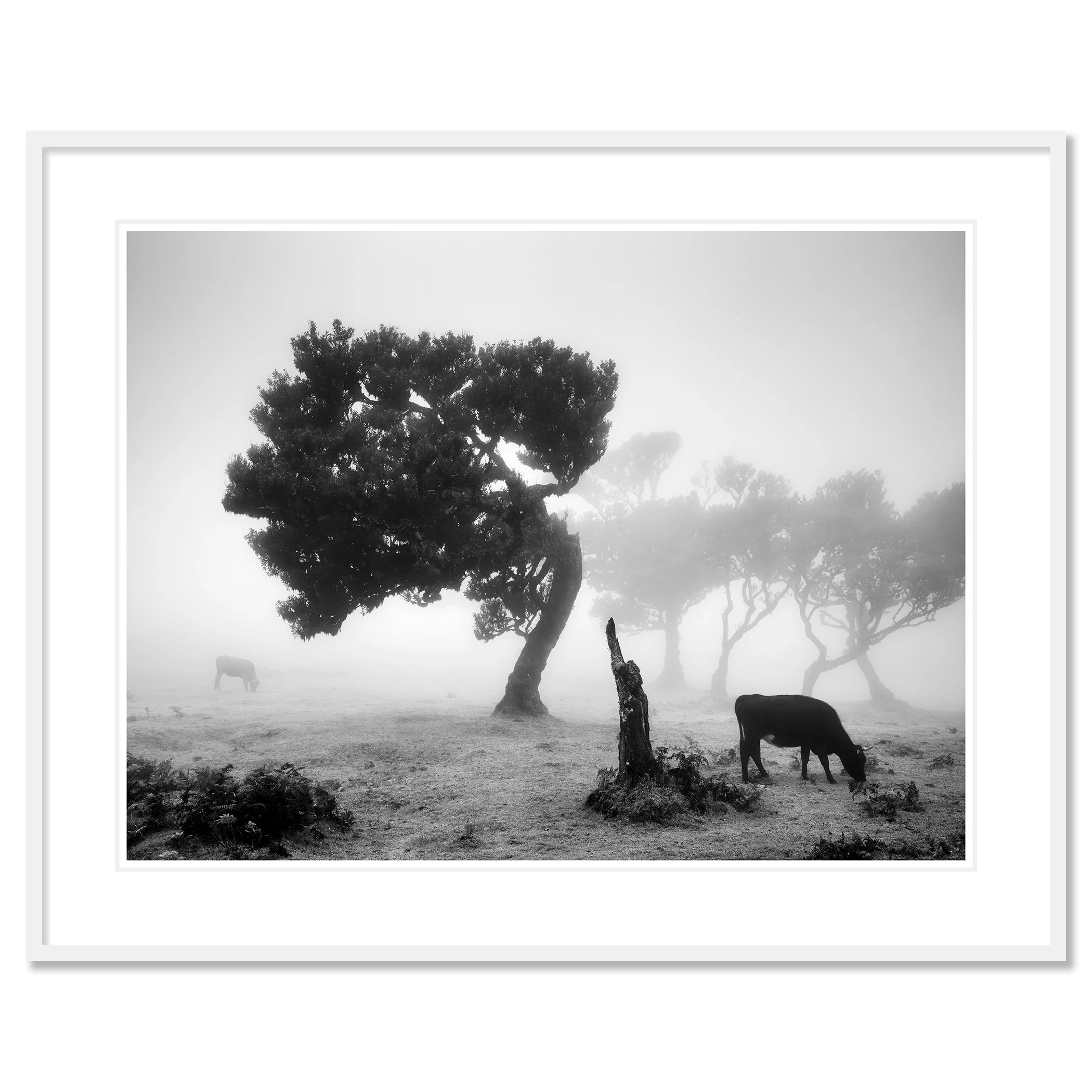 Cows on a Foggy Pasture, Study 1 – fine art print in a white aluminium frame with a white mount by Gerald Berghammer.