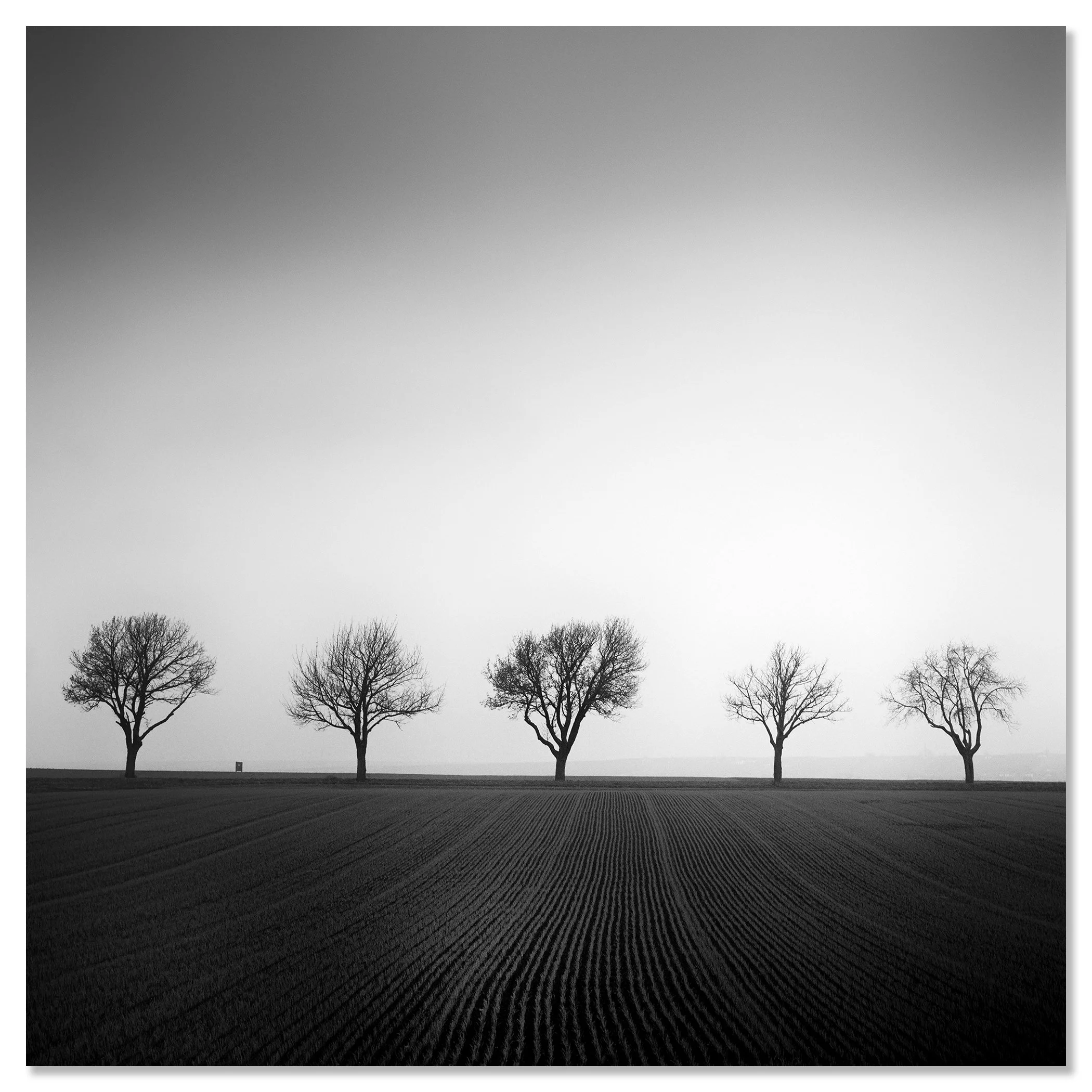 Cherry Tree Avenue, Study 1 – frameless black-and-white photograph mounted on aluminium Dibond. Photo by Gerald Berghammer.