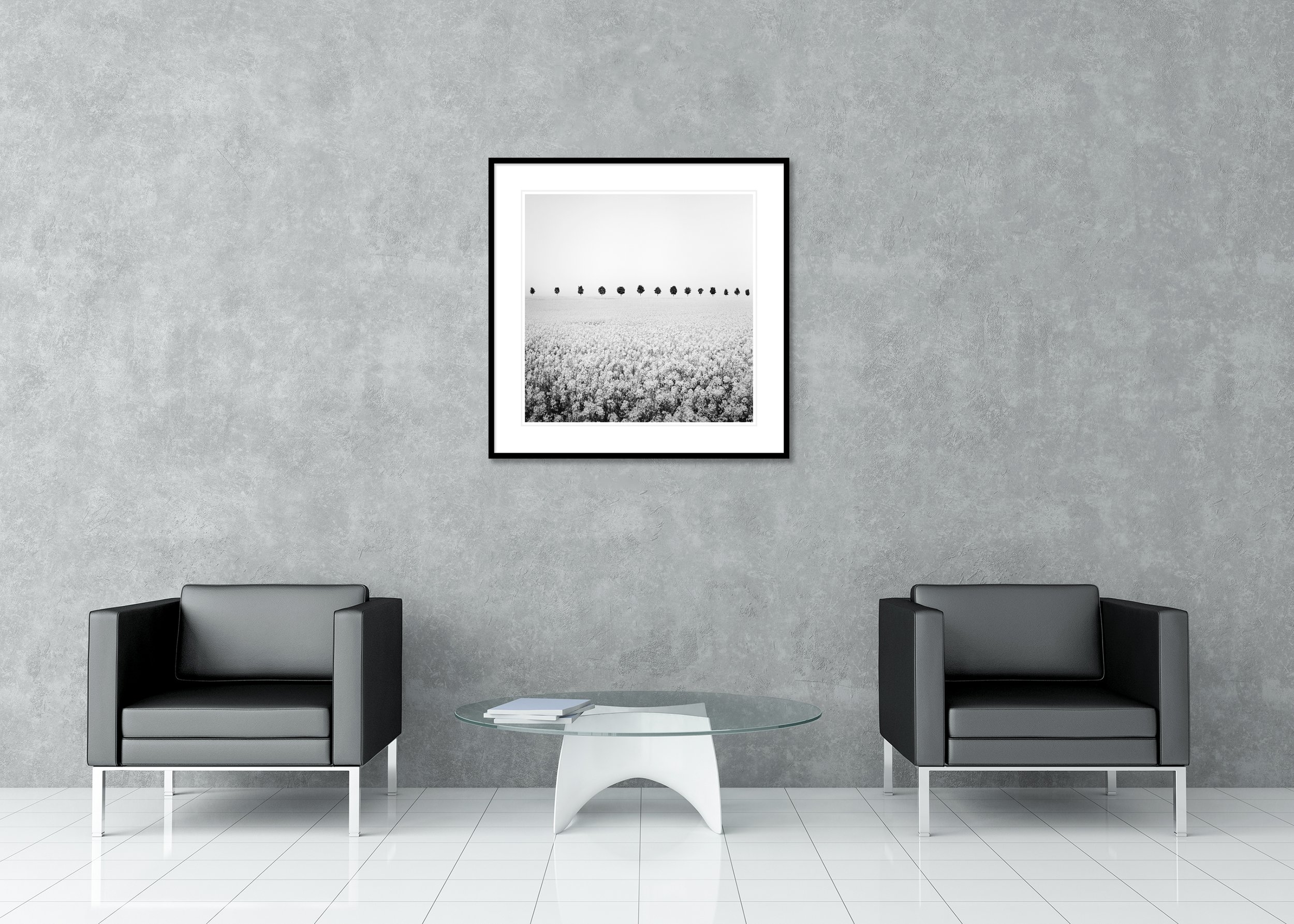 Brassica Napus Study 1 displayed in a modern interior as an archival pigment print in a black aluminium frame with white mount by Gerald Berghammer.